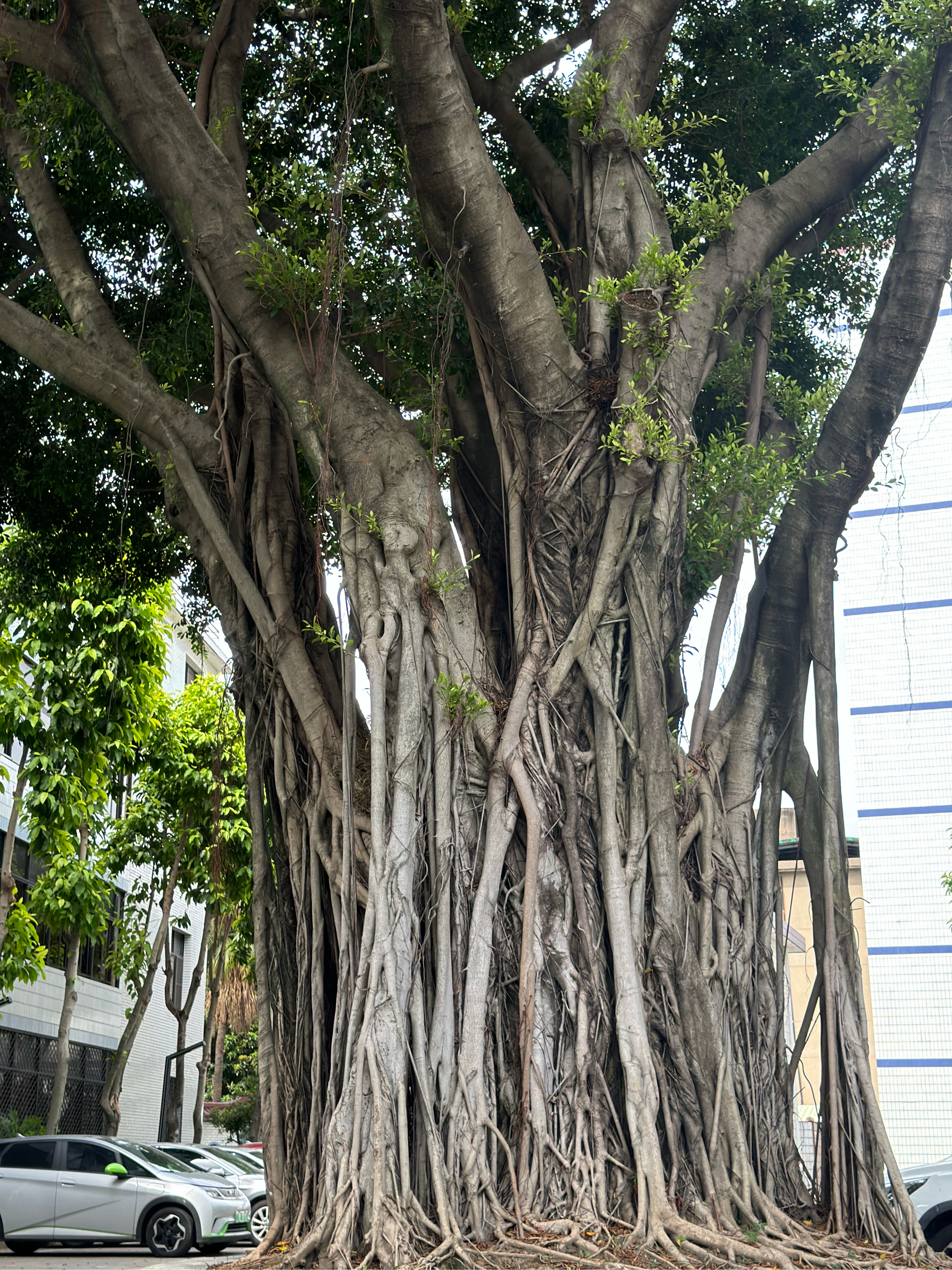 福建榕树图片大全图片