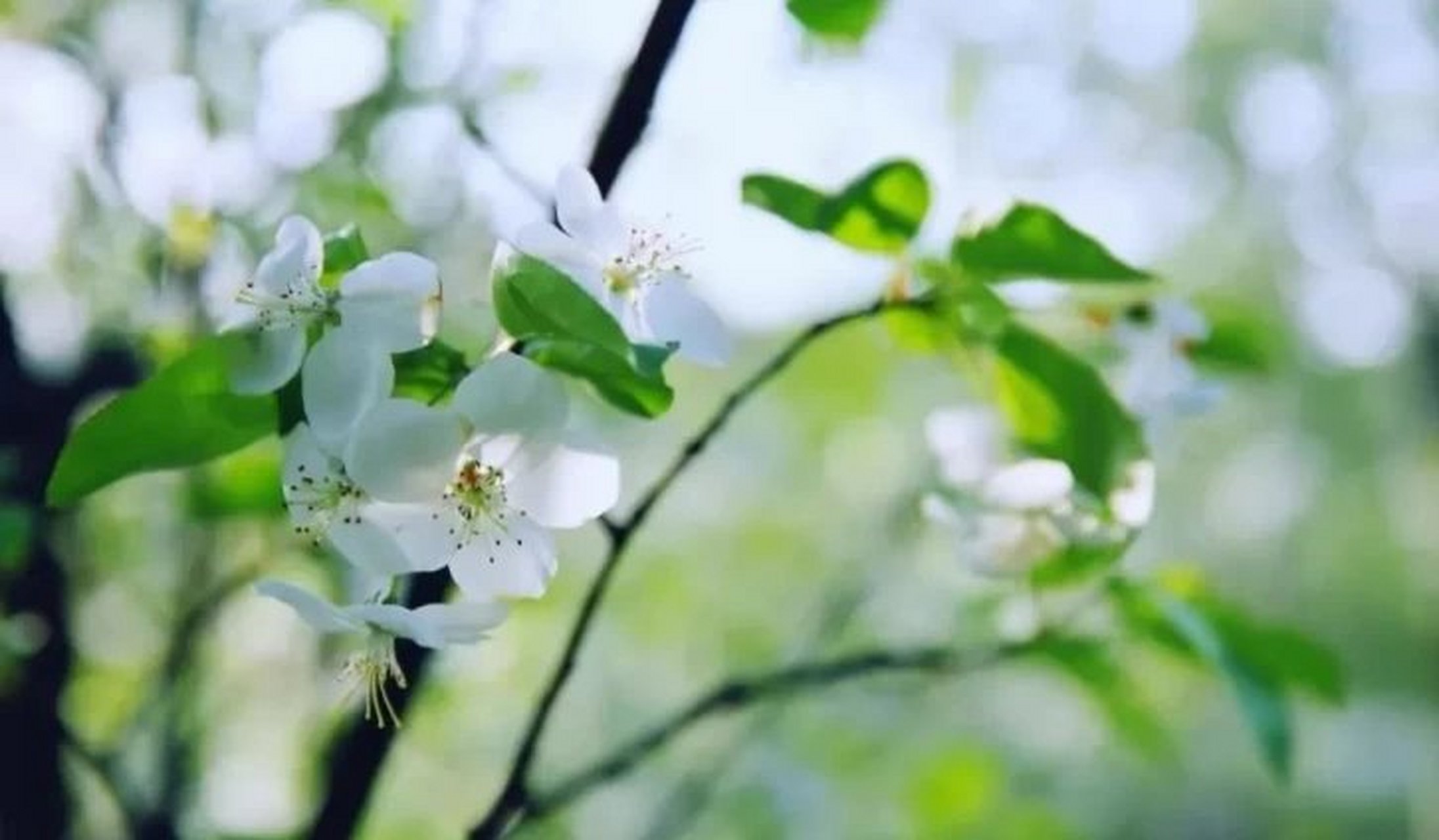 属龙的人早前一段时间因"盘根""贯索"这两颗煞星作乱,从而很多人出现