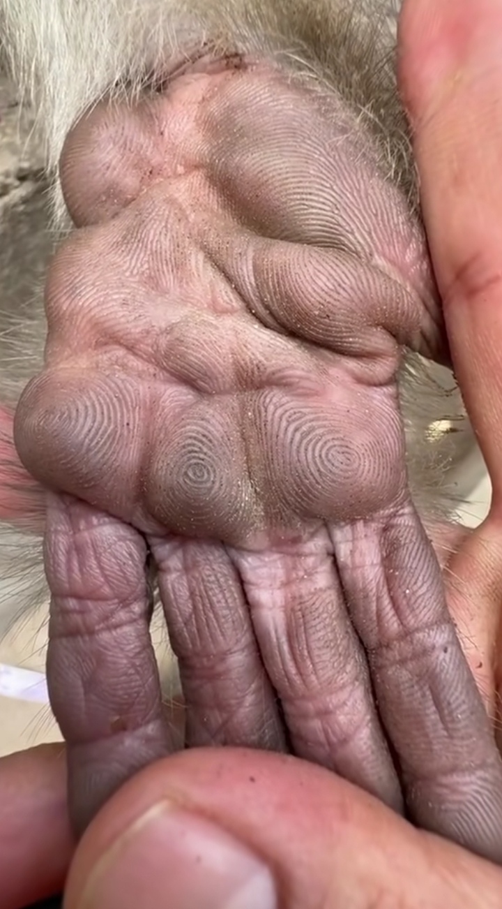 给猴子算命,他很不情愿,也表现的很无奈,这是讨厌我的做法吗?