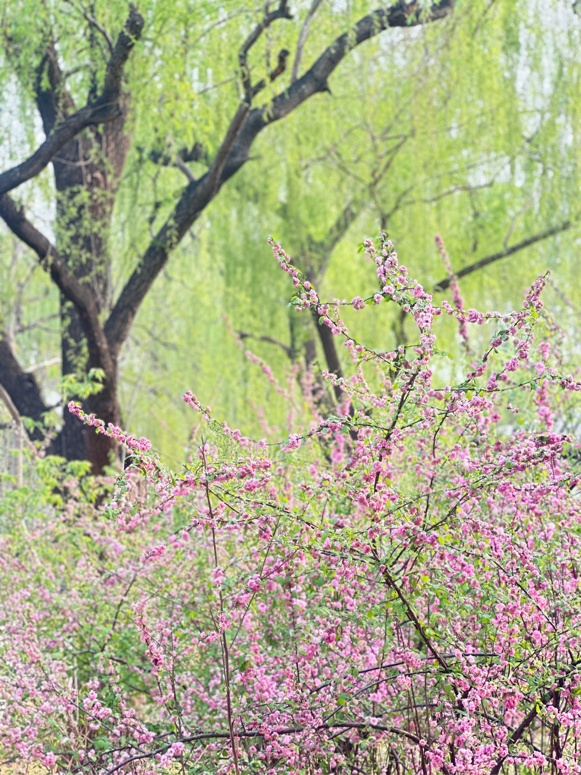 天津水上公园春季赏花图片