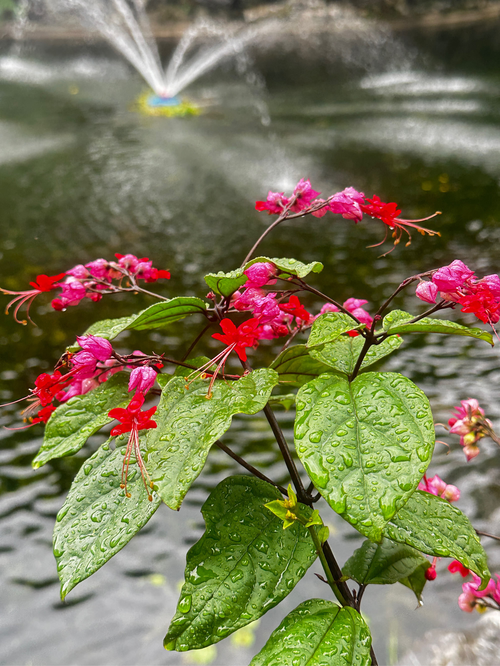 广东四大名园之梁园听雨