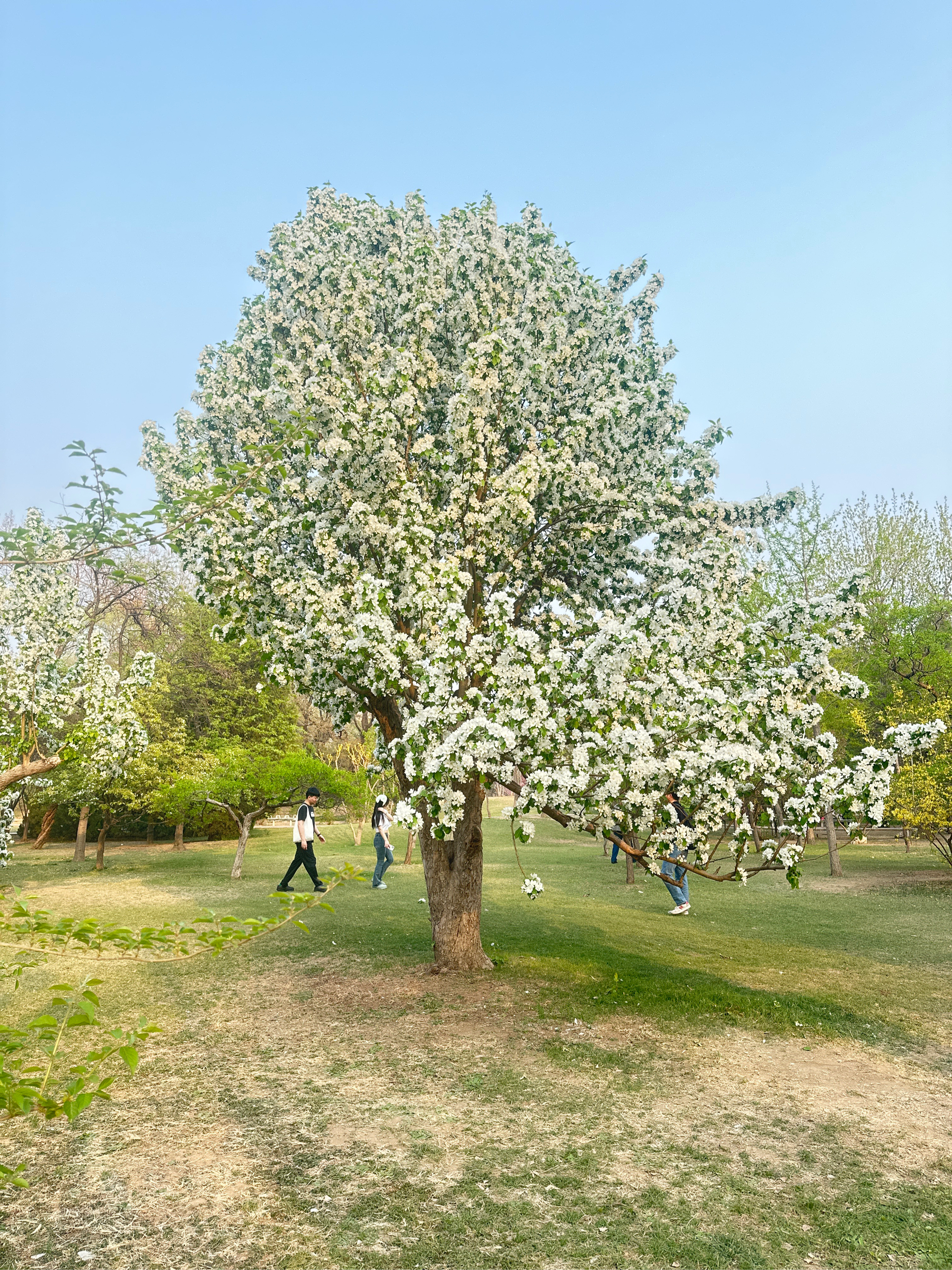 天津水上公园春季赏花图片