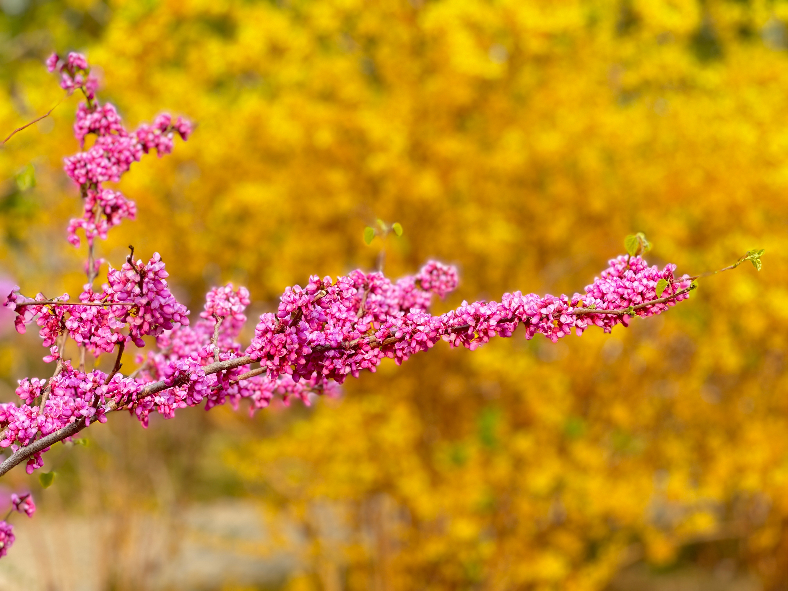 天津水上公园春季赏花图片