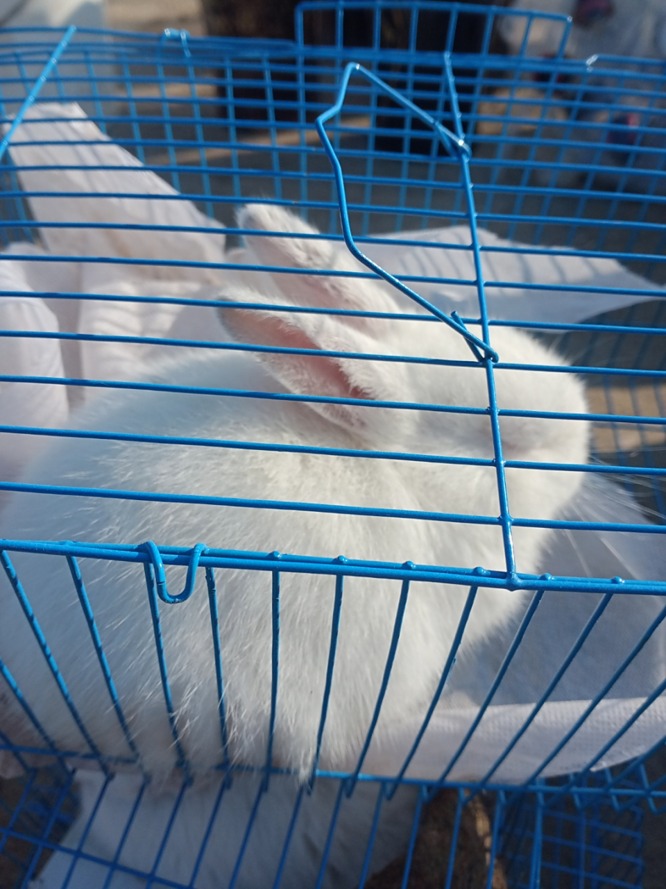 看到两只小兔子被关在笼子里,一脸的不悦,像是受到了委屈.