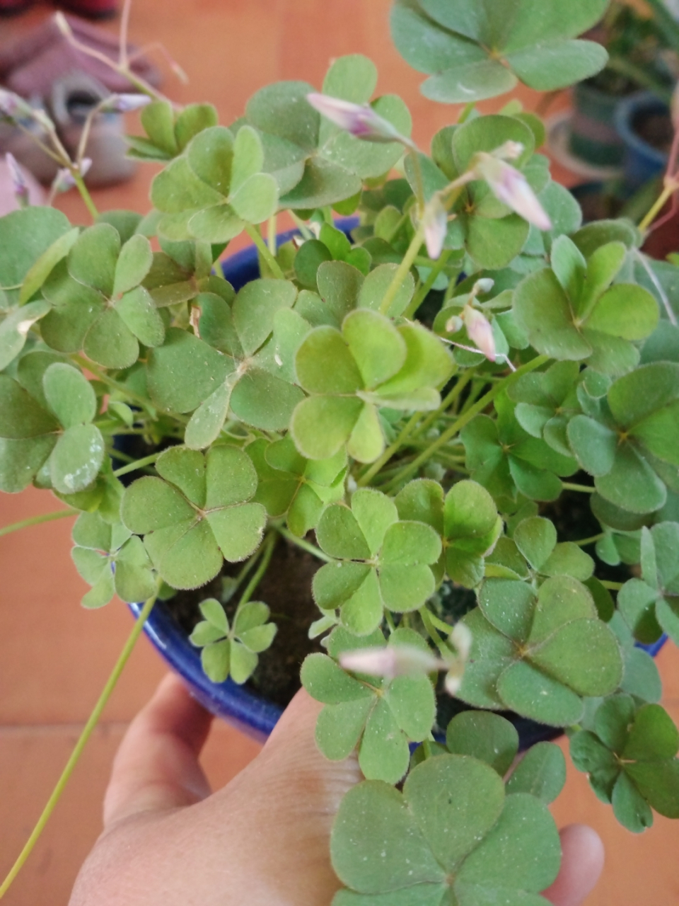 酸叶草是一款四季开花的植物,到了冬季,室内温度保持在20度以上,酸叶