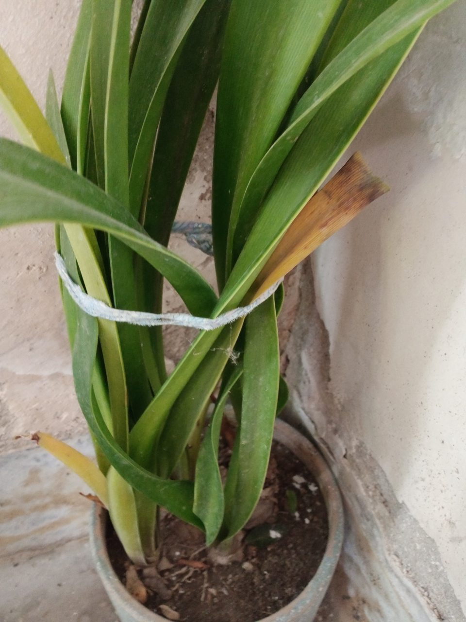 在农村,这种植物叫大头兰,如果养护的好,营养充足,它一年会开两茬花