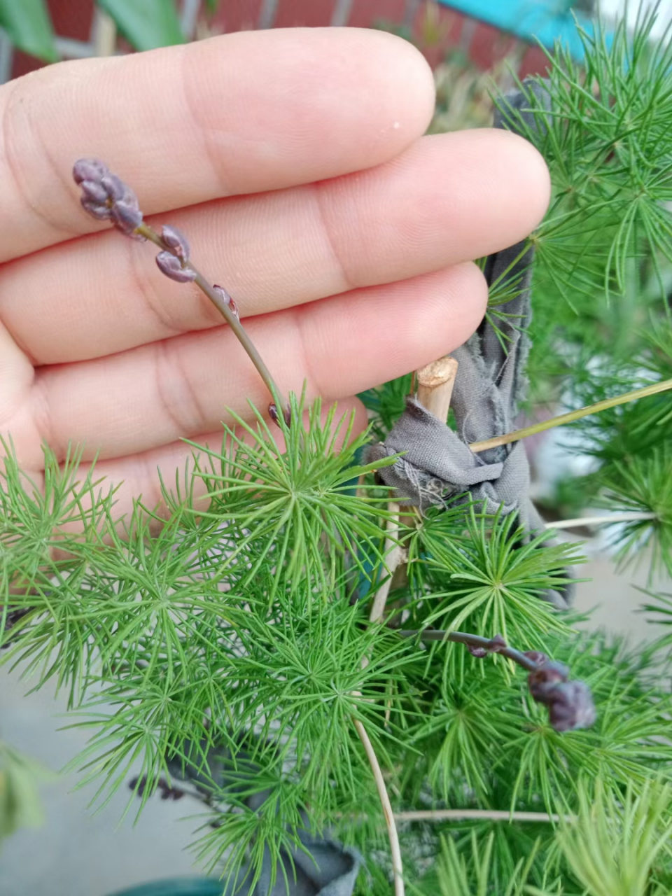 我这棵蓬莱松大约就养了八九年,其实,这也并非是花,而是它分出的小