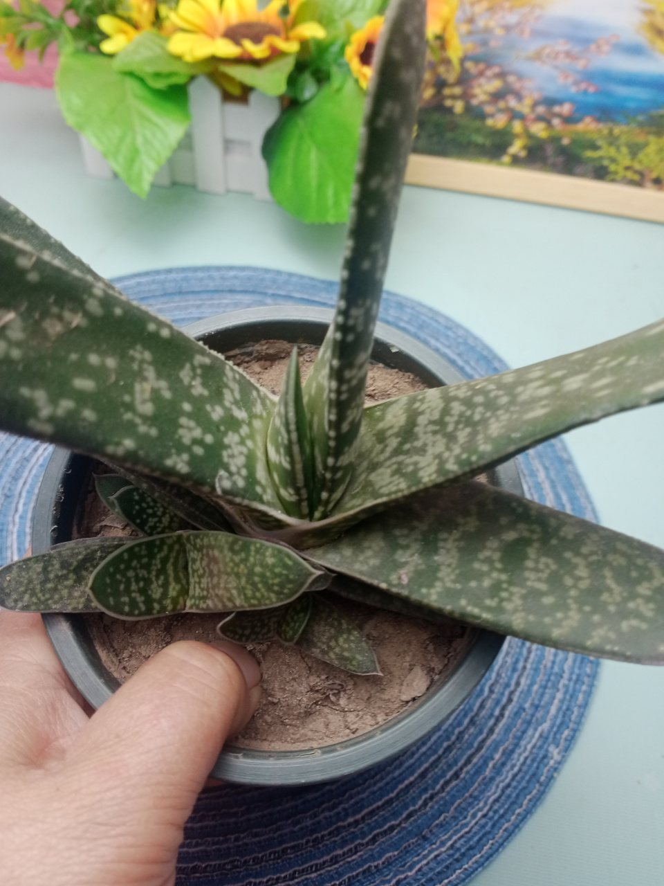 养花小技巧 这款是元宝芦荟,故名思意,长的像元宝.