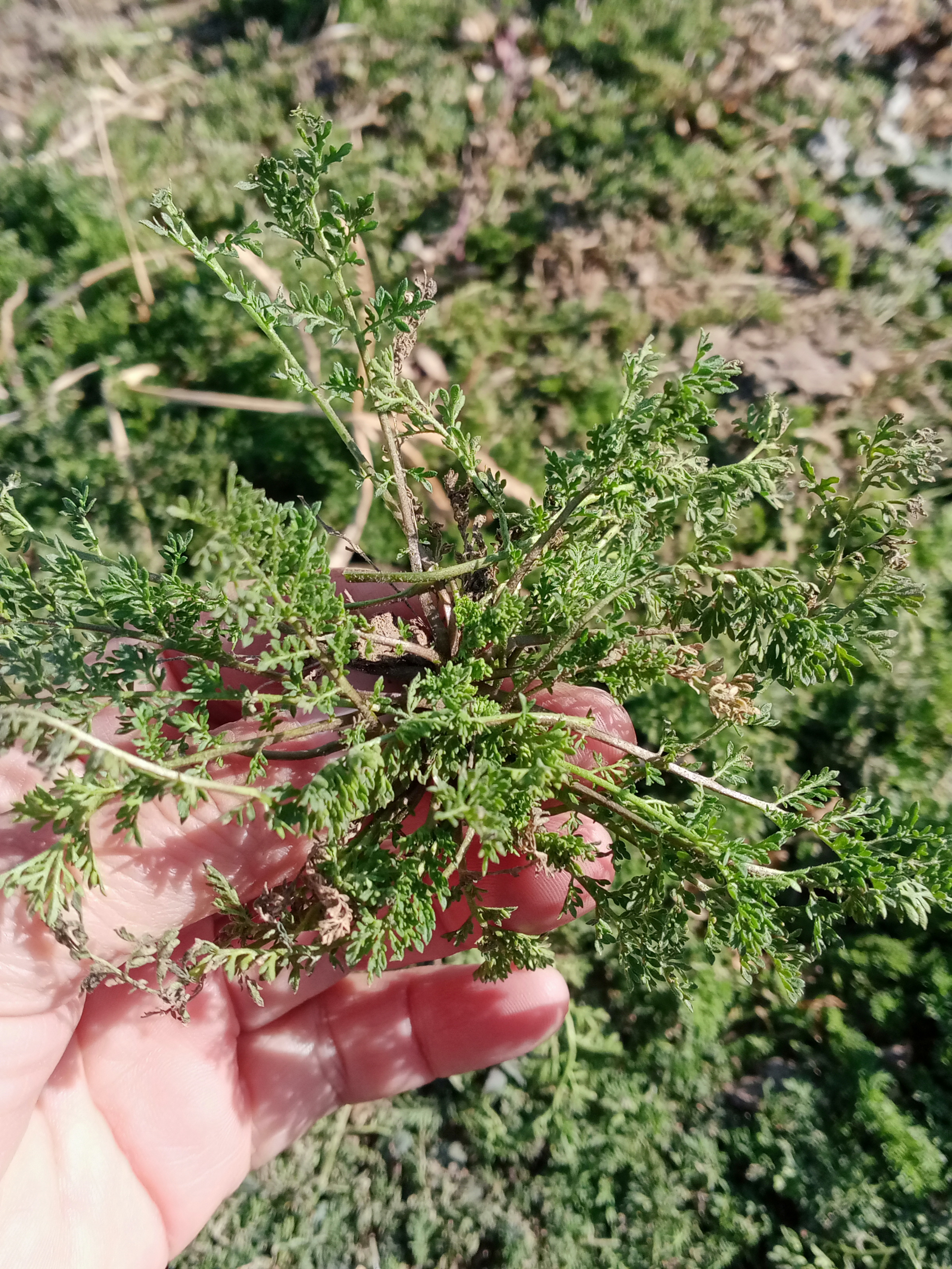 这是麦田地里的麦蒿蒿,不可以食用