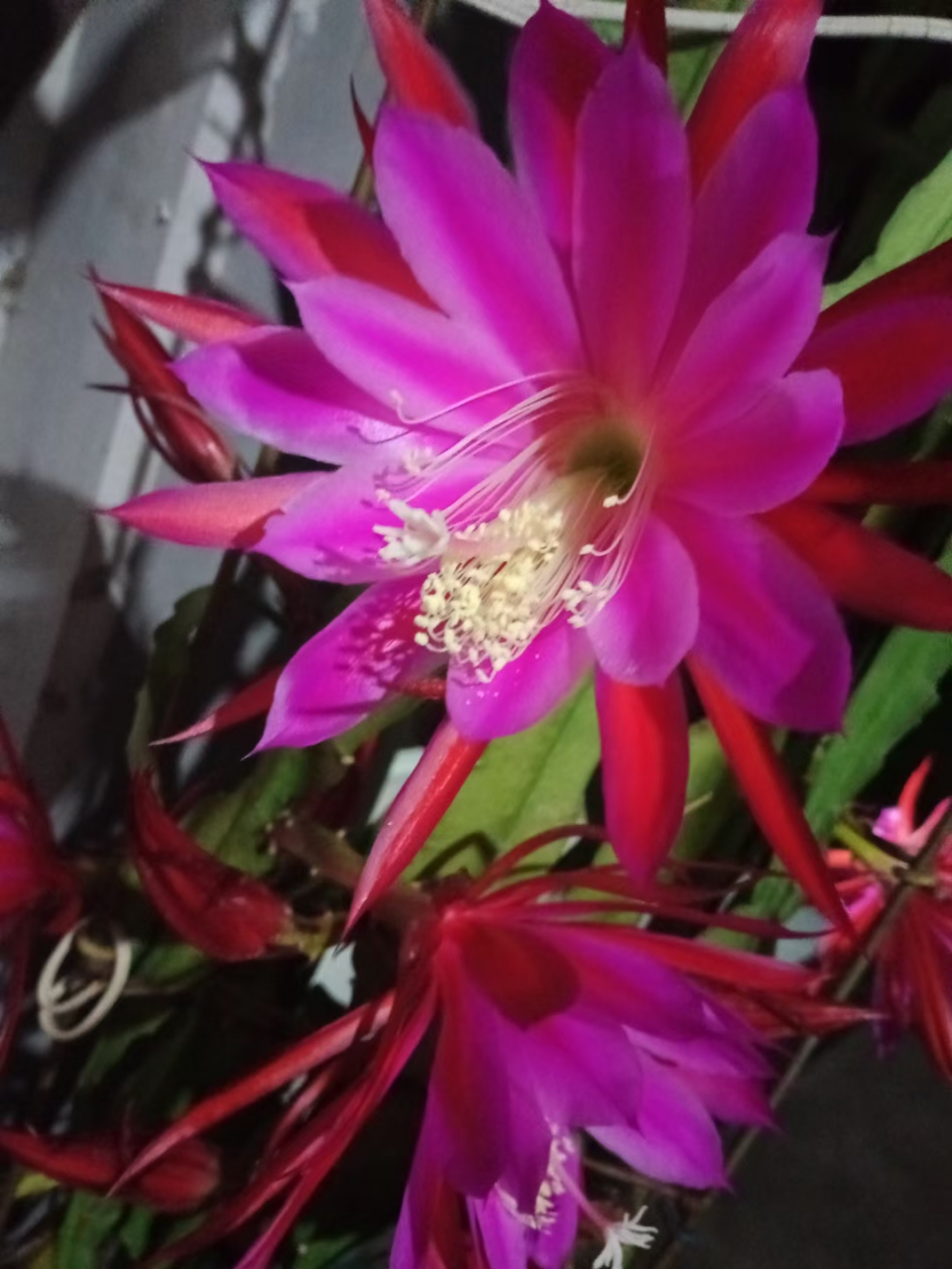 令箭荷花花的形状跟昙花很相似,只是昙花是白色的花,令箭荷花是粉色