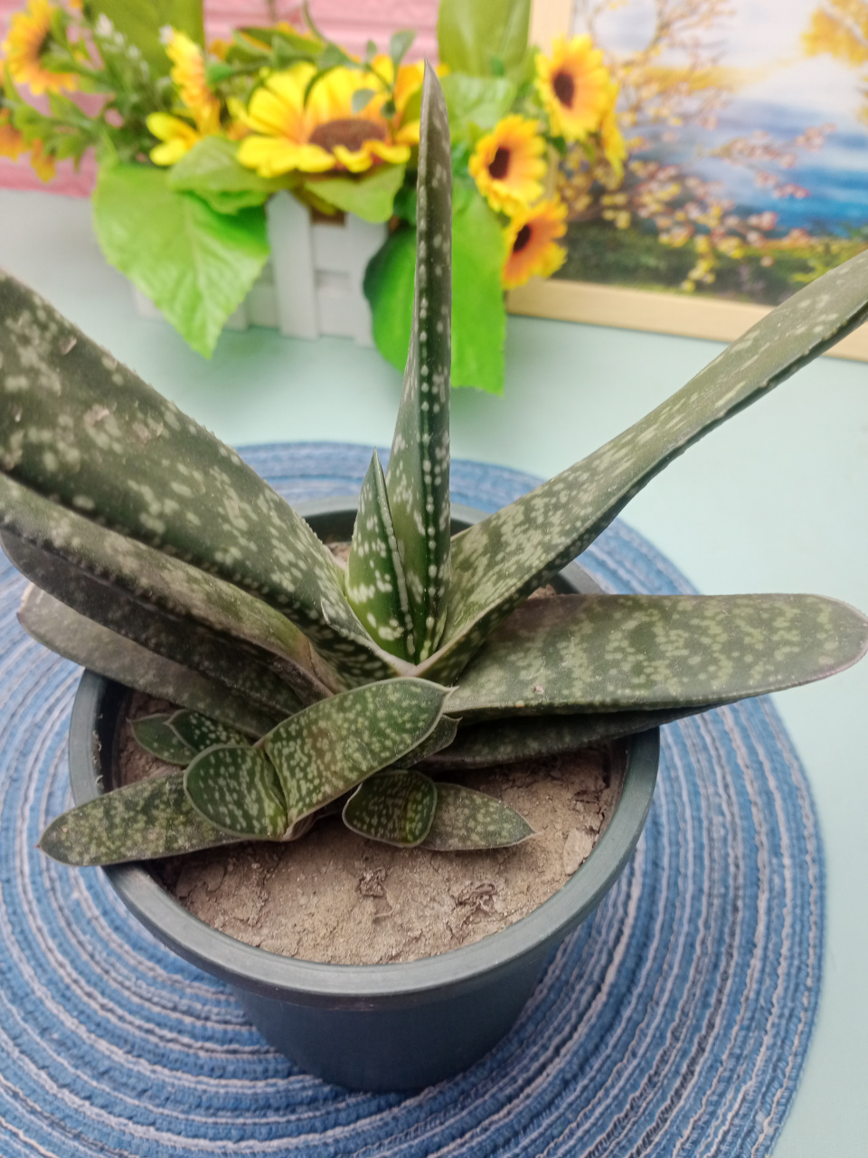 养花小技巧 这款是元宝芦荟,故名思意,长的像元宝.