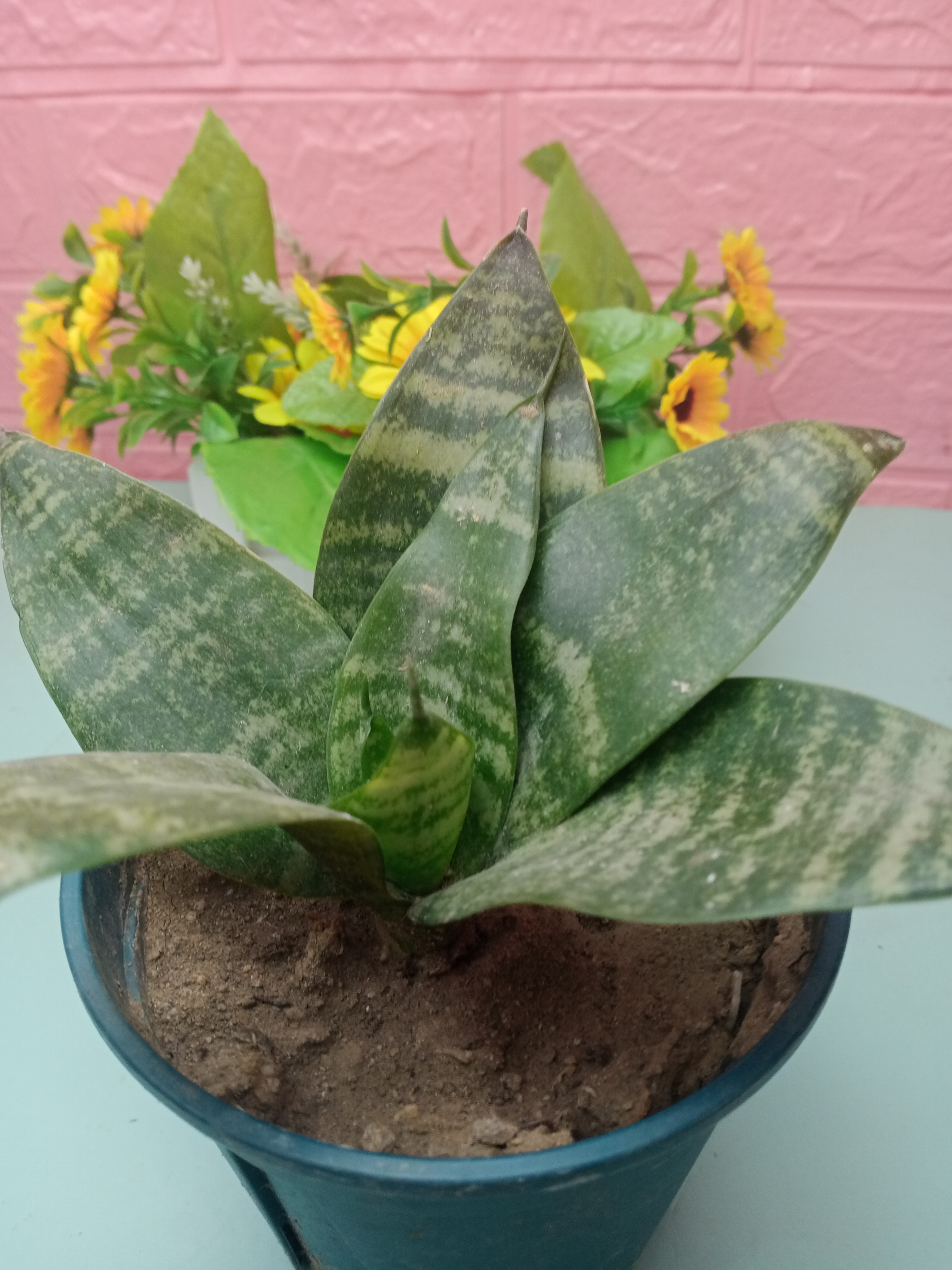 其实,要想虎皮兰顺利过冬,注意两点就好.1.