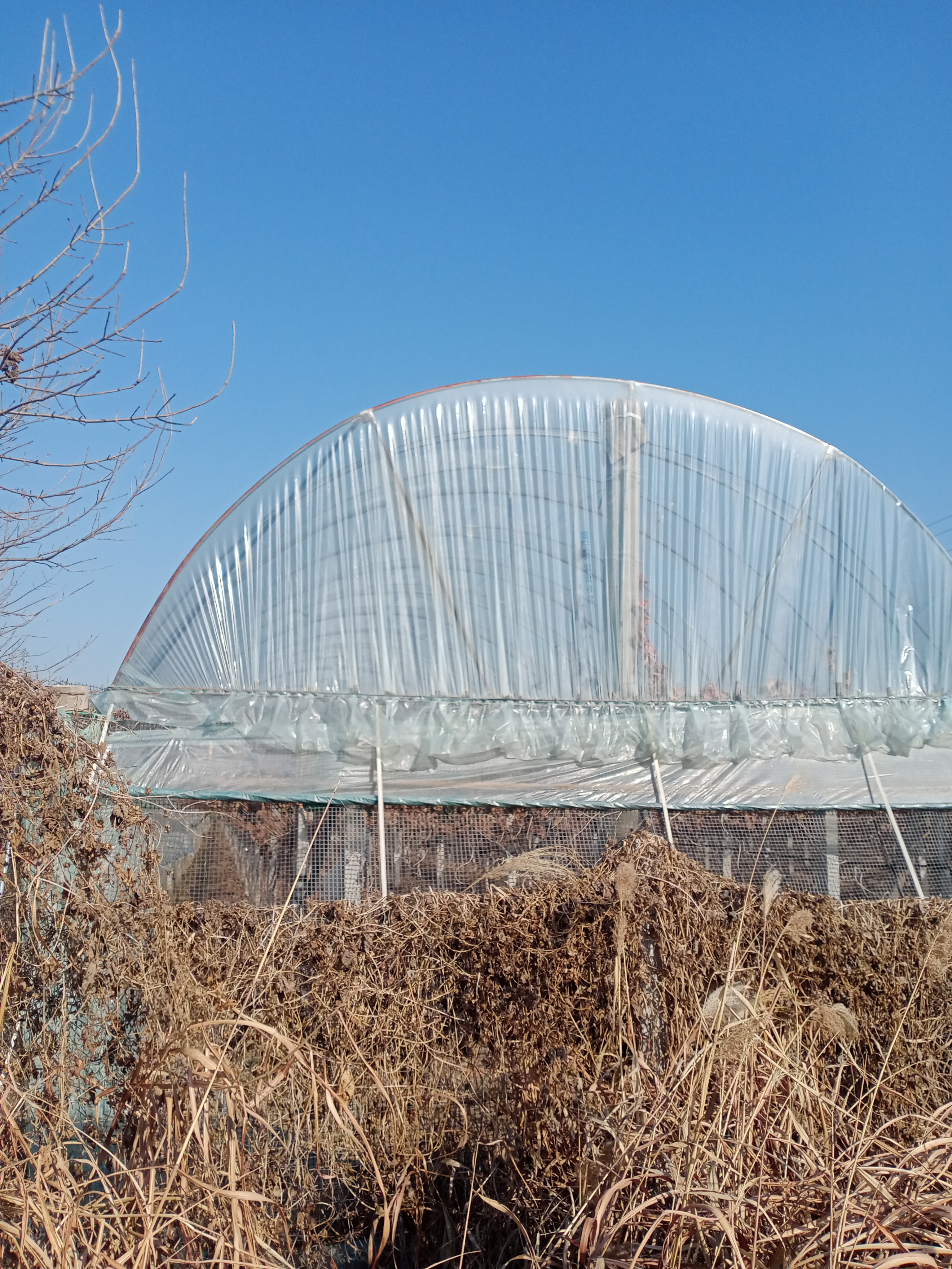 这些大棚都是前几年听说这些田地国家通公路会路过,所以才加了大棚,没