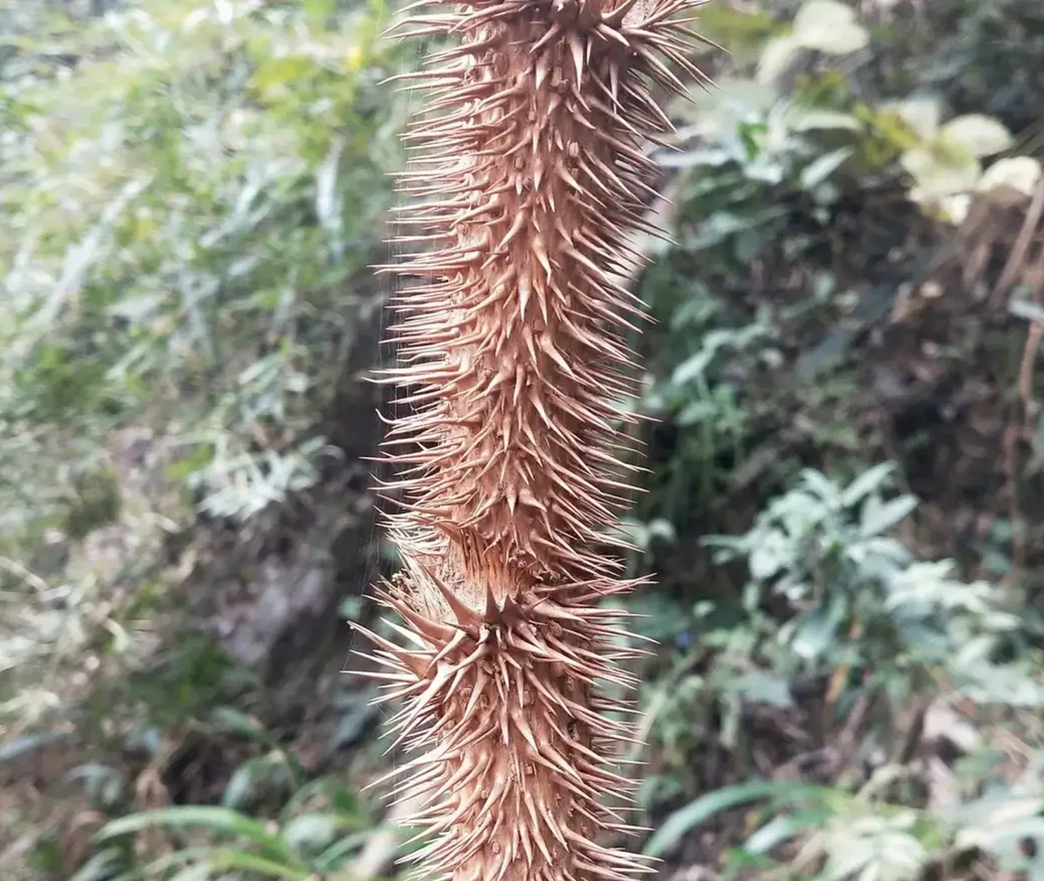 百鸟不落树图片大全图片