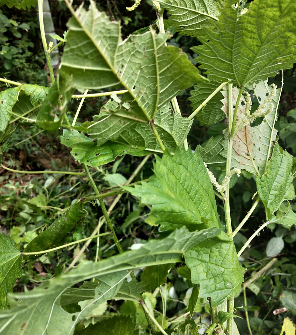 四棱形,密生刺毛和被微柔毛,荨麻草蜇人是秆叶上边的尖刺毛在"作怪"