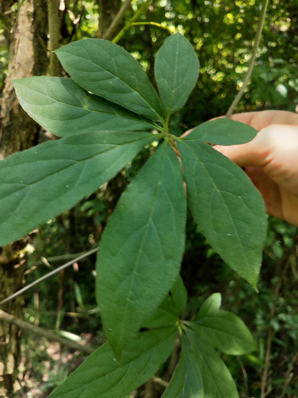 五叶薯别称:蓑衣包等,属缠绕草质藤本植物,掌状复叶3~7小叶,片卵状橢