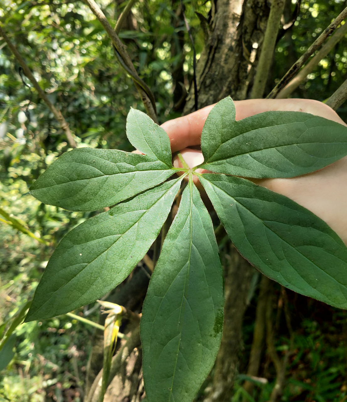 五叶薯别称:蓑衣包等,属缠绕草质藤本植物,掌状复叶3~7小叶,片卵状橢