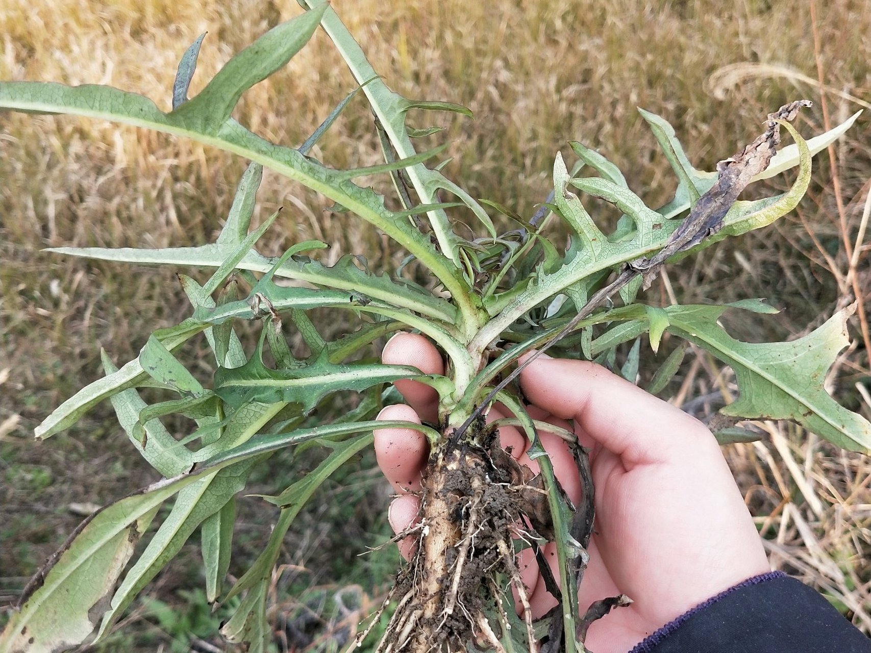 长裂苦苣菜功效图片