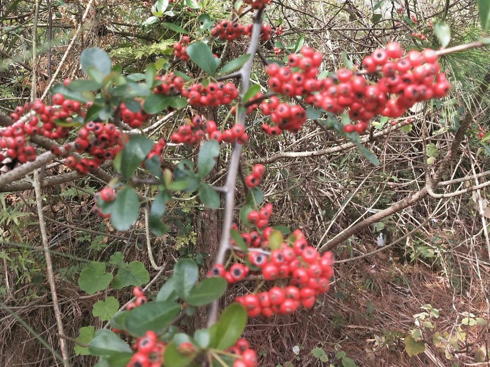 这一种野果叫火棘果,别名救兵粮,救命粮,火把果.