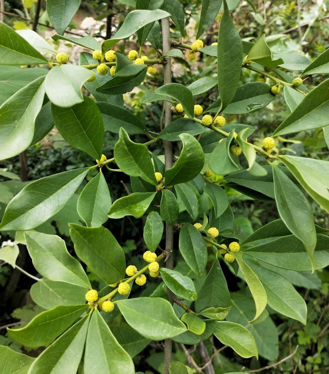 农村这种独特的植物叫川破石,别名称山黄箕,九层皮等,果实卵圆形,成熟