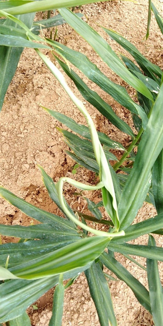 生姜卷叶的原因很多,归纳起来有以下几个方面的原因:1,蓟马危害.