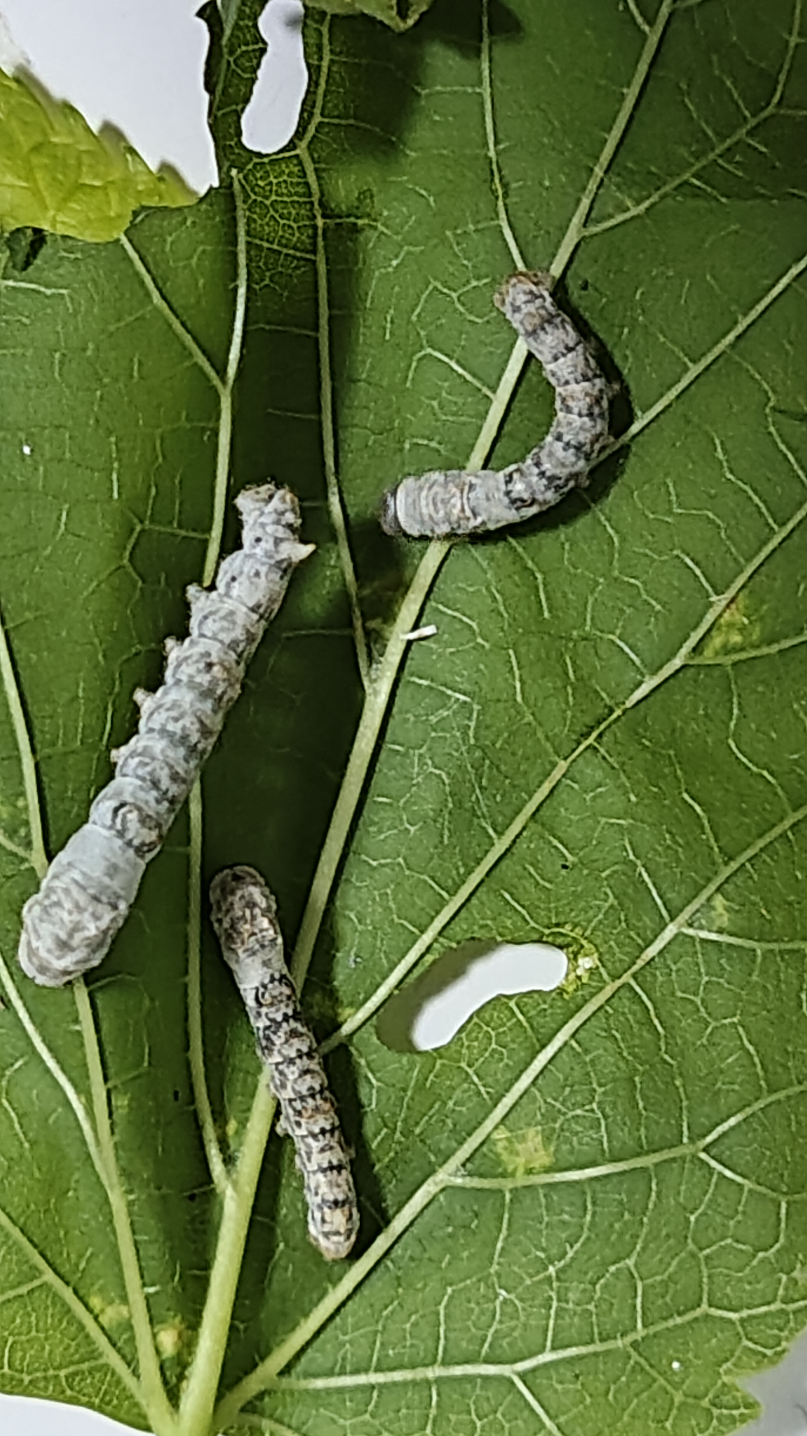 麻绳幼虫图片