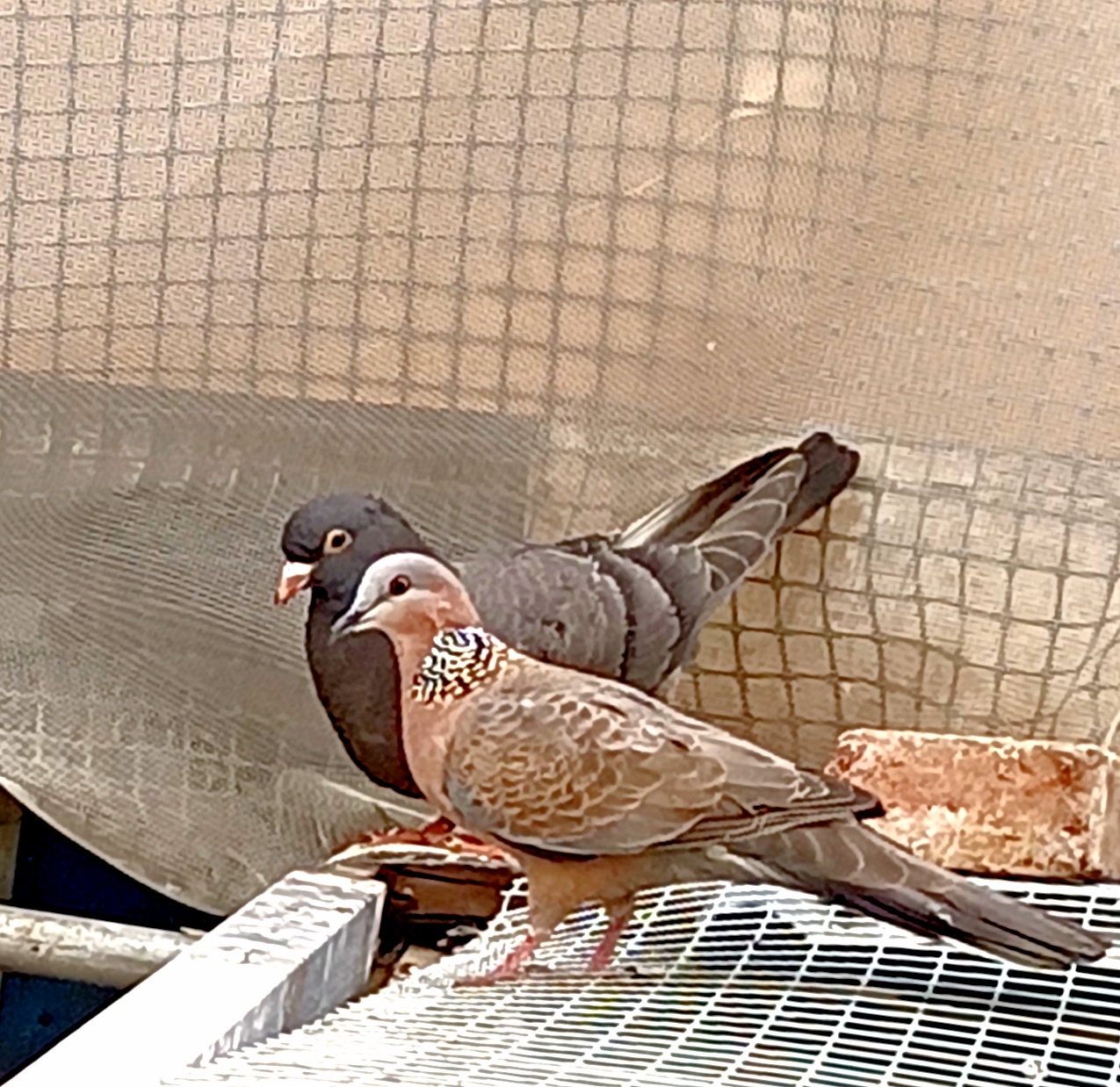 在其他国家如印度尼西亚,斑鸠也被视为保护动物