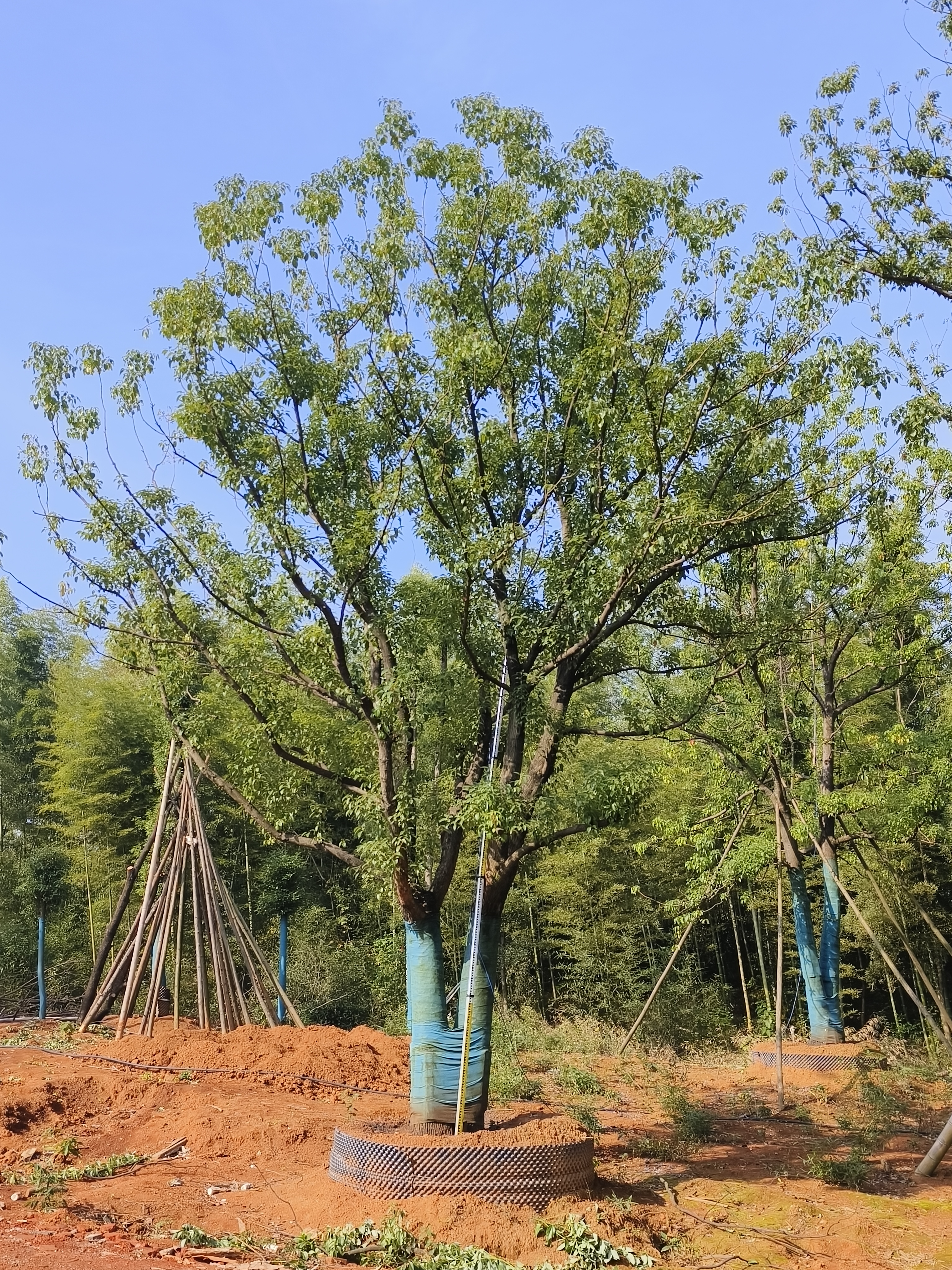 附近香樟树苗圃基地图片