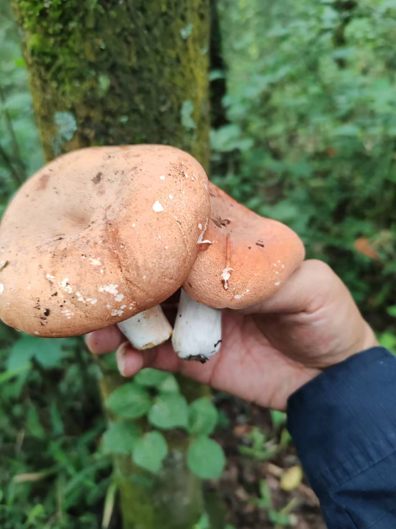 我们这里有的说叫大麦菌,有的说叫开荒菌,还有说叫板栗菌的,你们那里