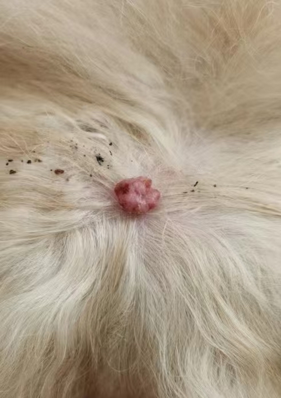 狗狗肿瘤,细胞瘤,已经在家好了!