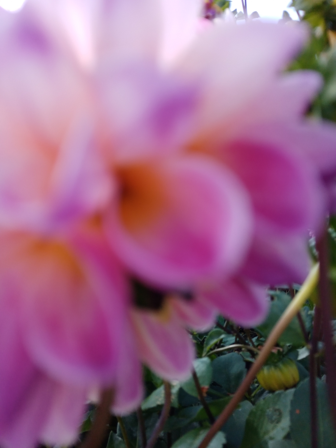 金珠花海的花美美哒