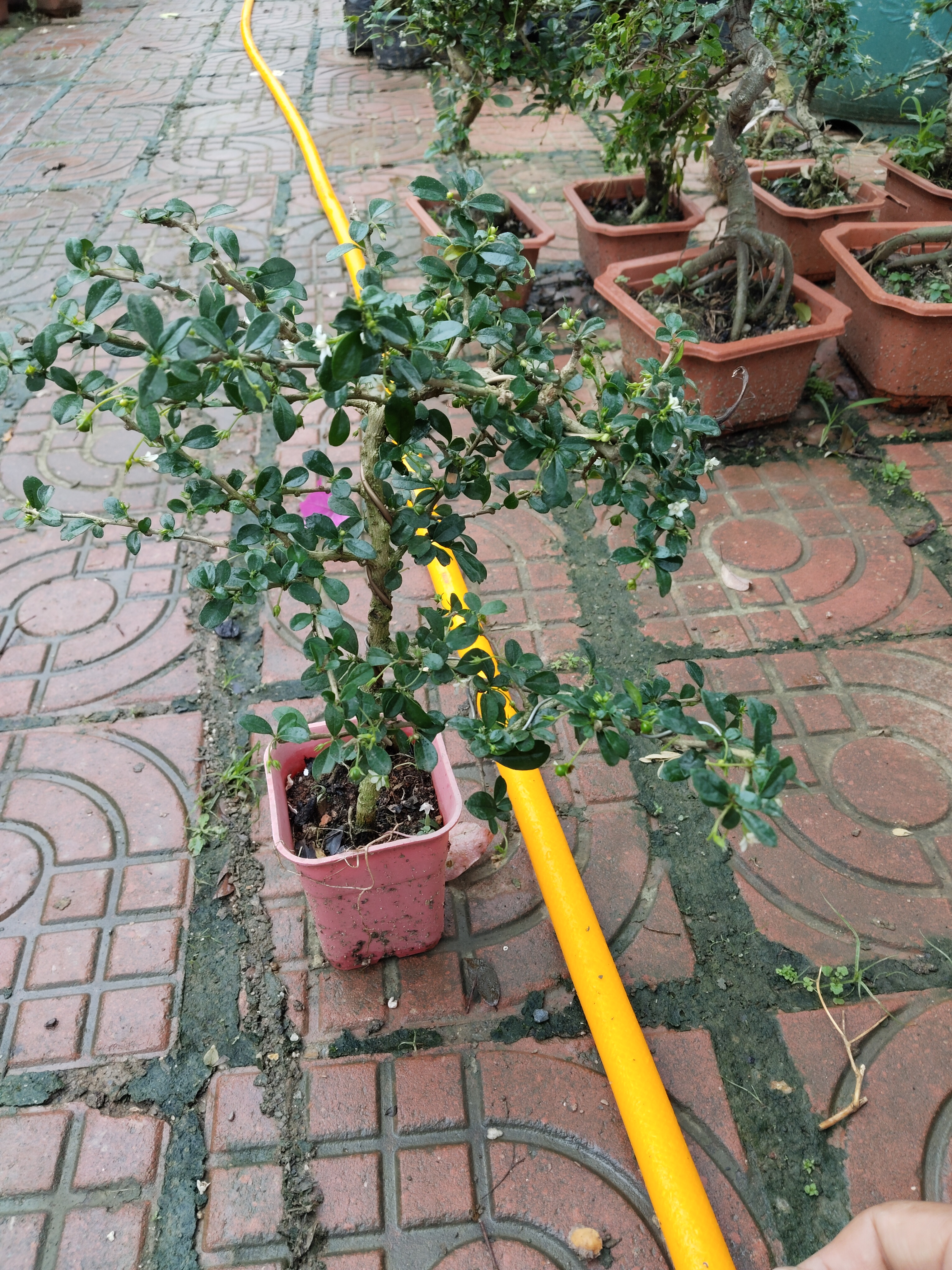 带果的小叶福建茶.盆景盆栽好素材.