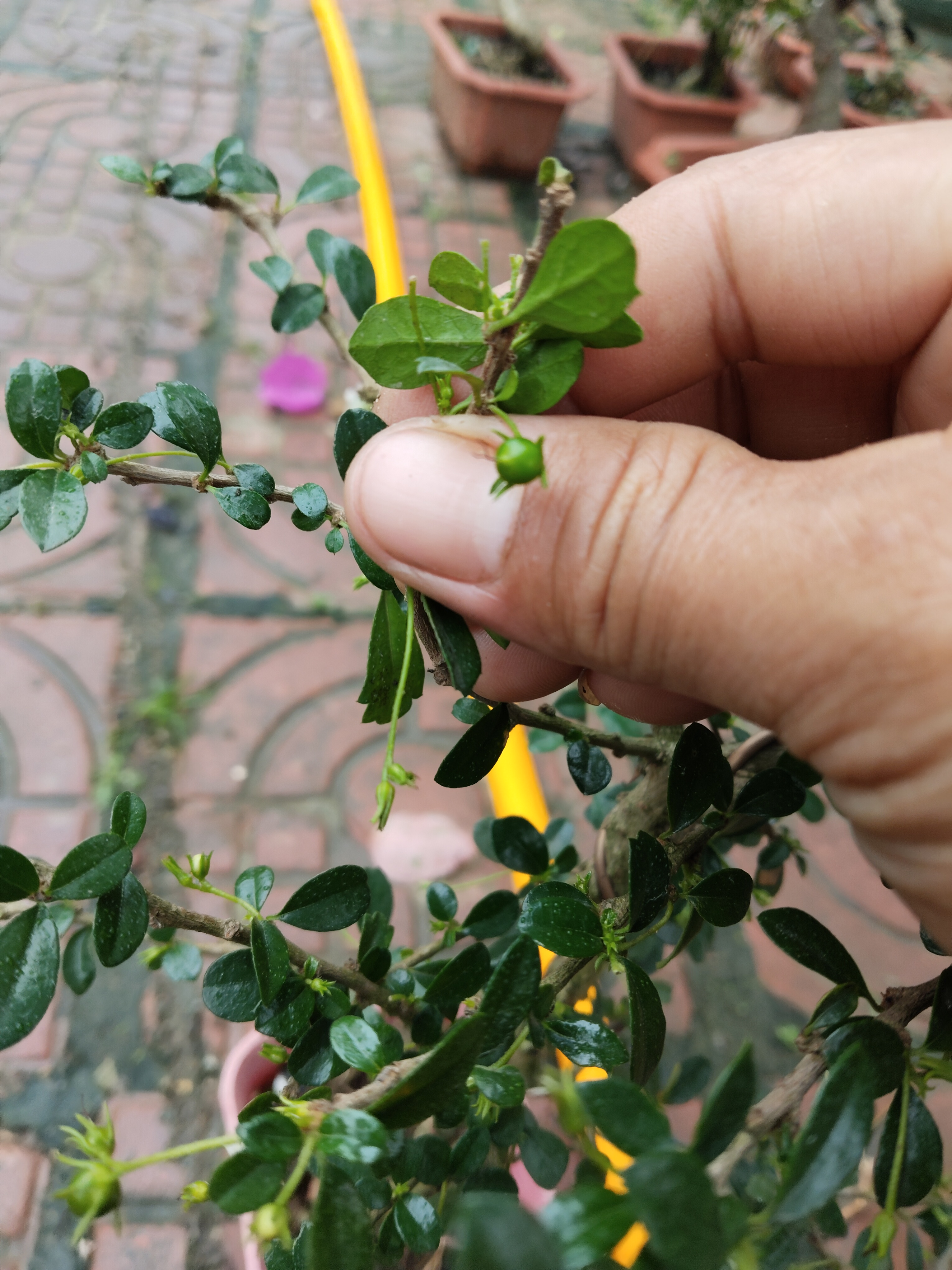 带果的小叶福建茶.盆景盆栽好素材.