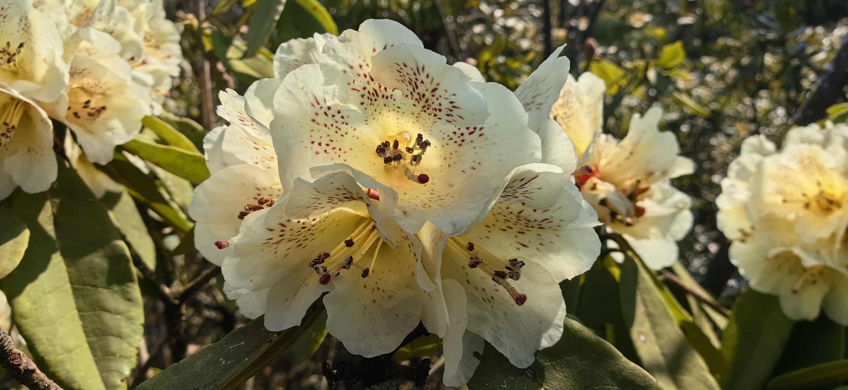 旅行# 阳春三月,曲靖麒麟区东山镇恩洪大山,万亩杜鹃花进入绽放期,红