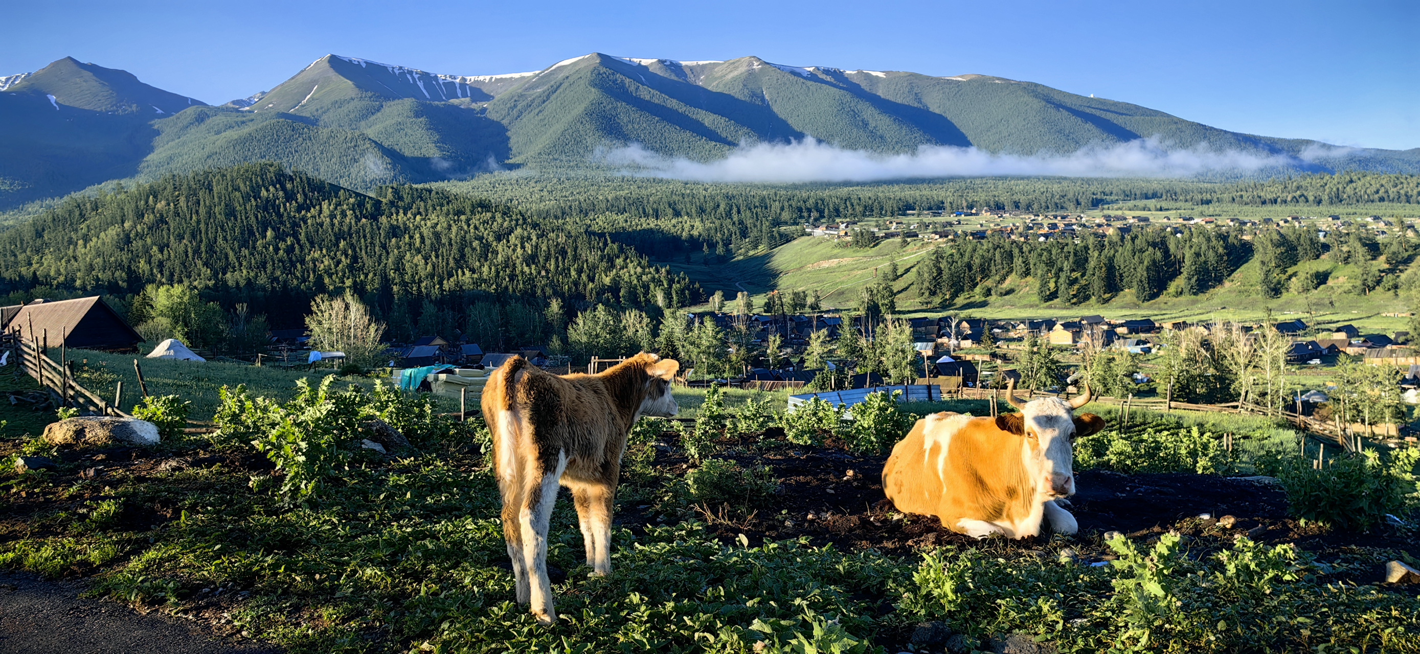 醉人的白哈巴之晨#风景摄影