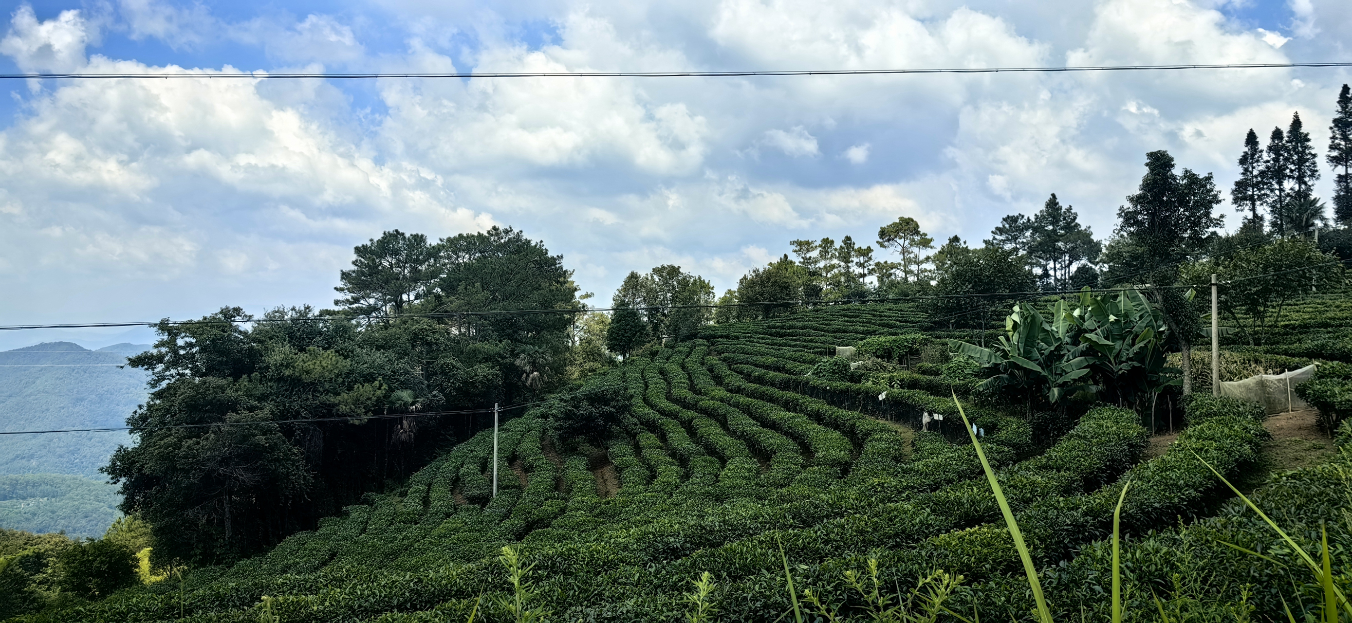 旅行摄影#墨江 景星茶山好风光