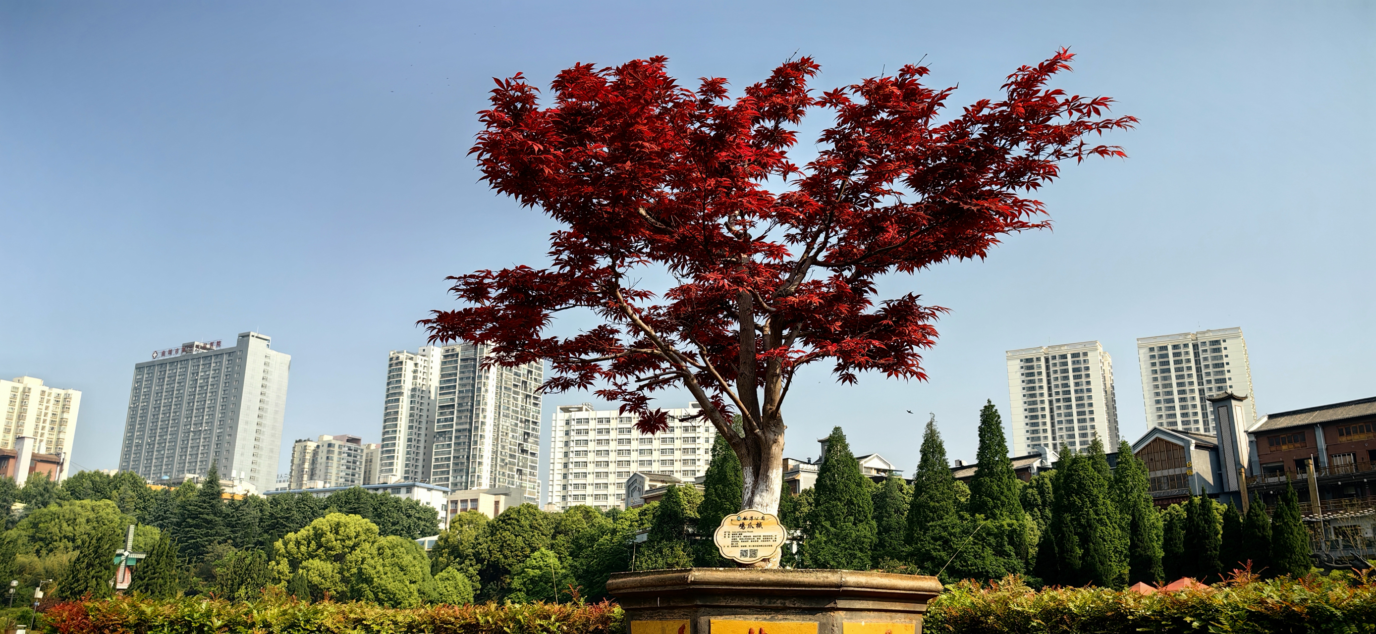 记录旅行风光# #记录我的城市吧# 曲靖龙潭公园春意盎然