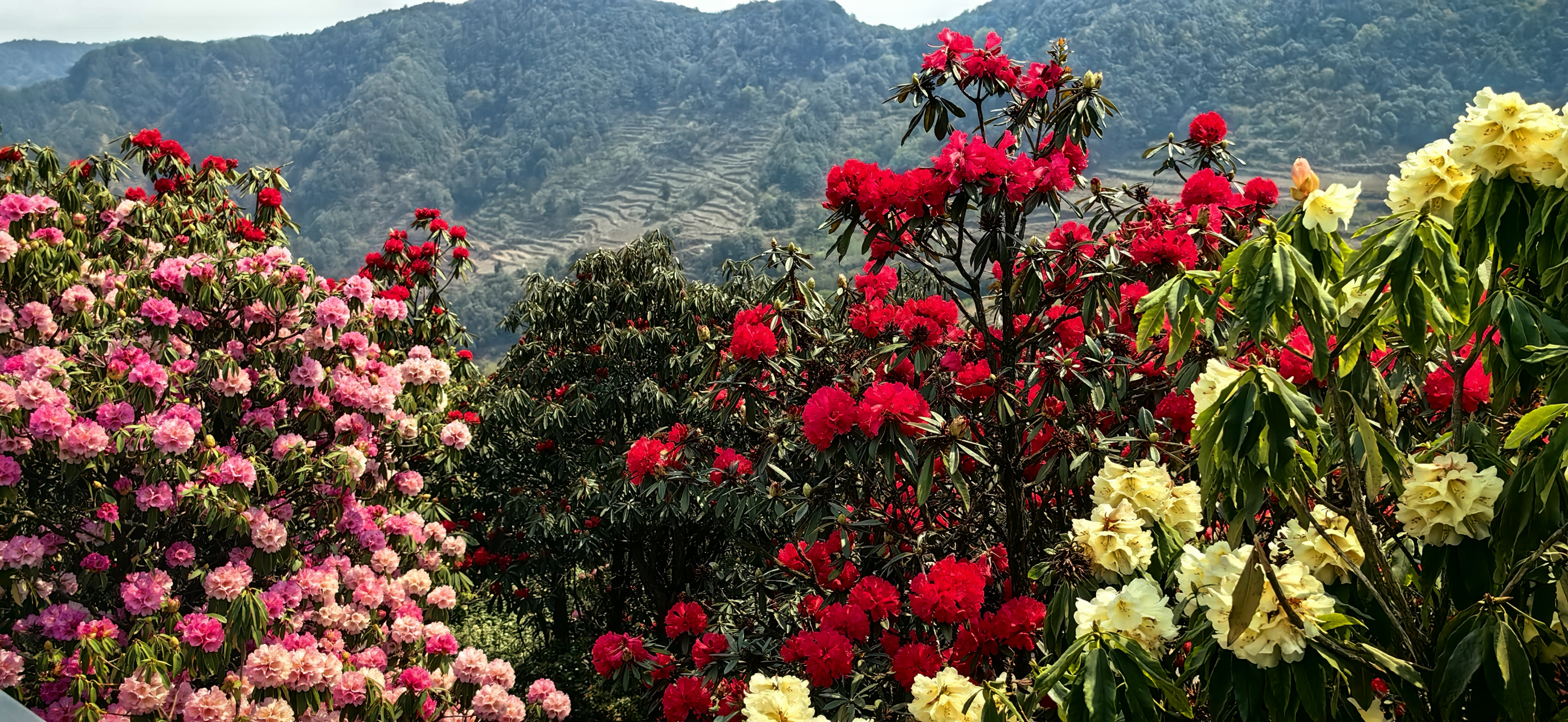 我的旅行日记# #旅行摄影# #记录旅行风光# #遇见美好# 曲靖东山马