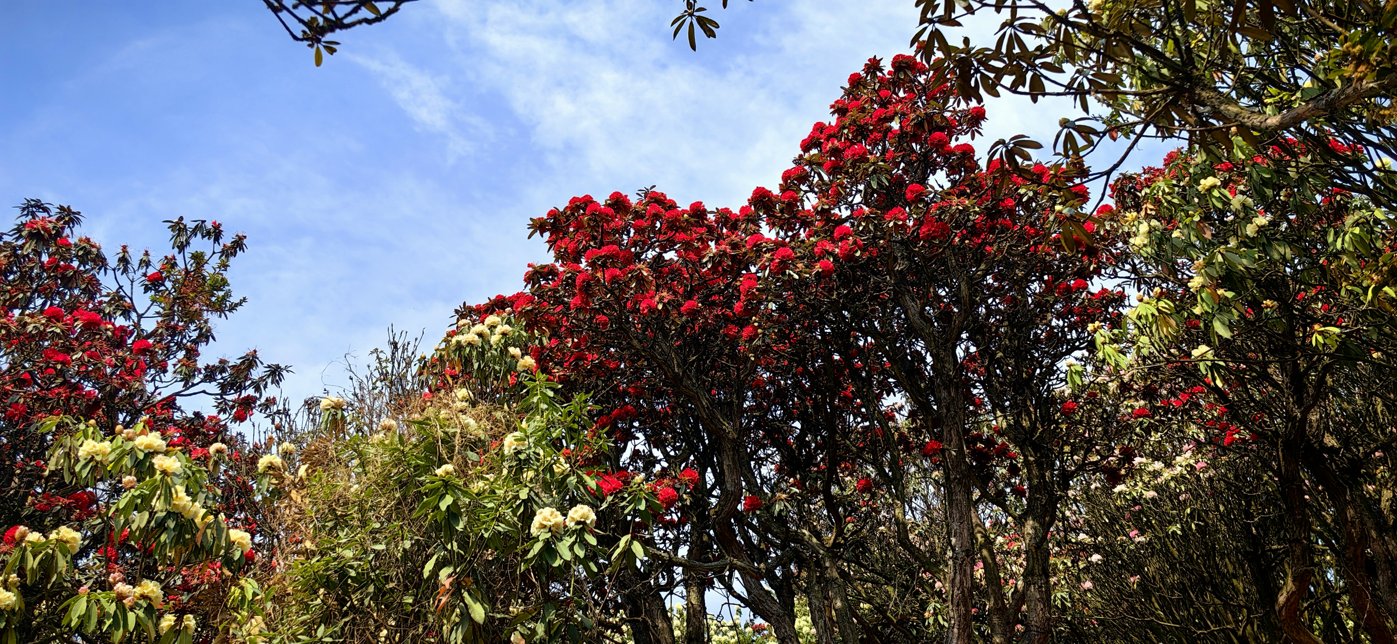 我的旅行日记# #旅行摄影# #记录旅行风光# #遇见美好# 曲靖东山马
