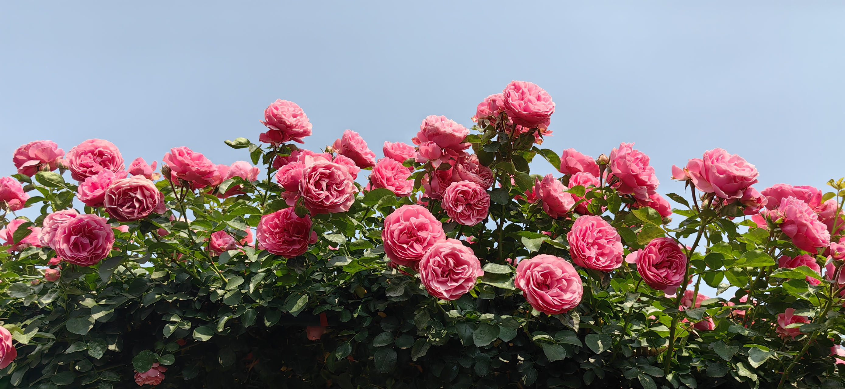 旅行摄影# 昆明古滇国月季园繁花似锦