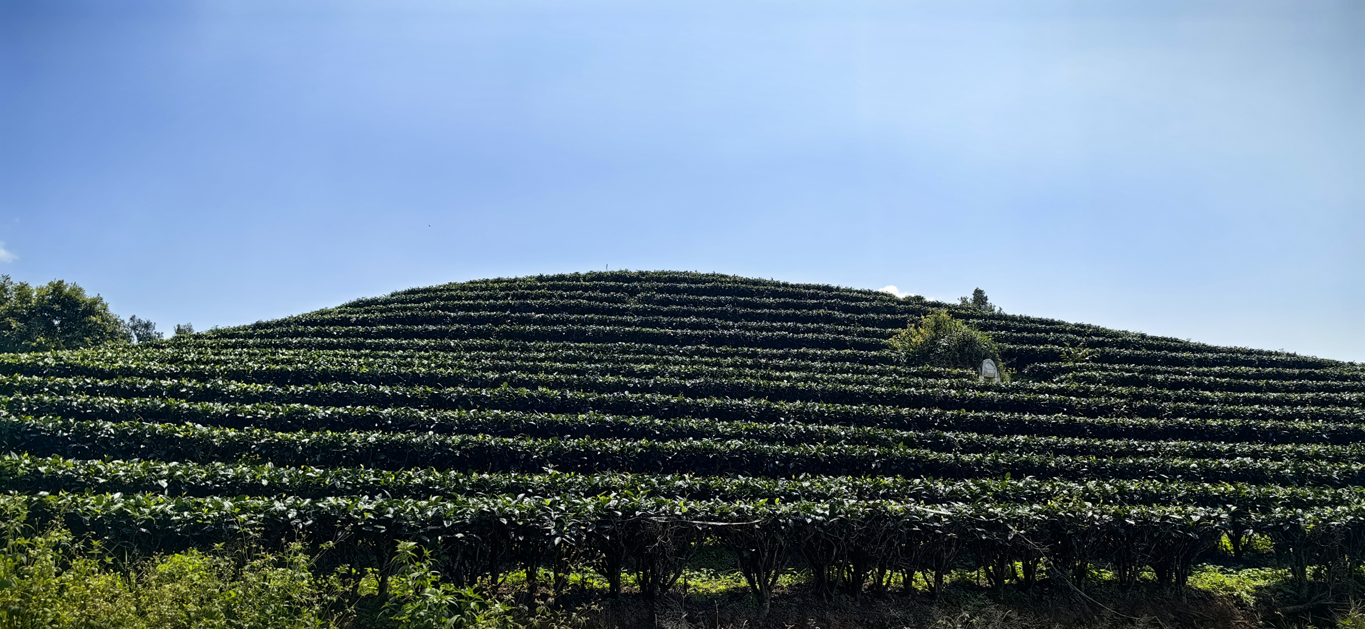 旅行摄影#墨江 景星茶山好风光