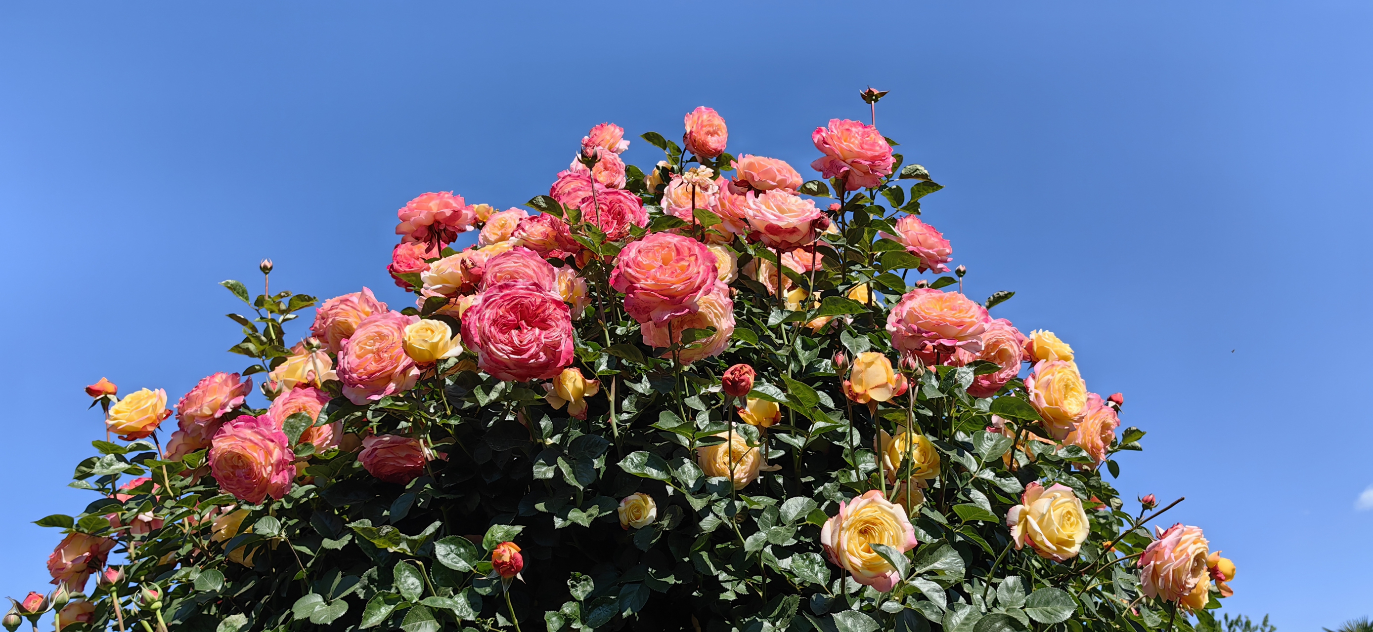 曲靖市富源多乐源花谷映像