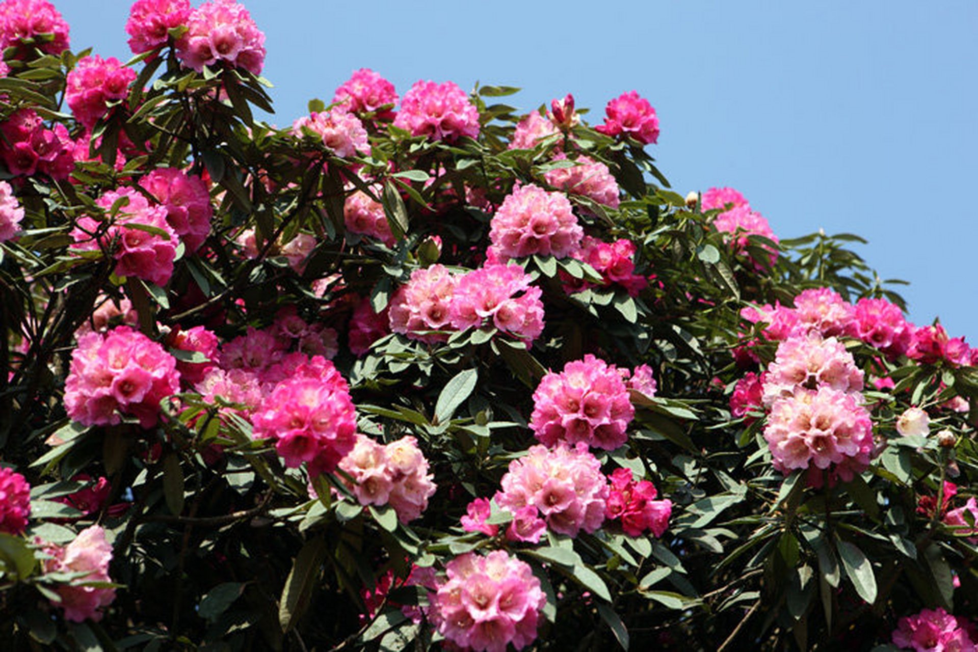 记录旅行风光# #我的旅行日记# 杜鹃花开珠江源