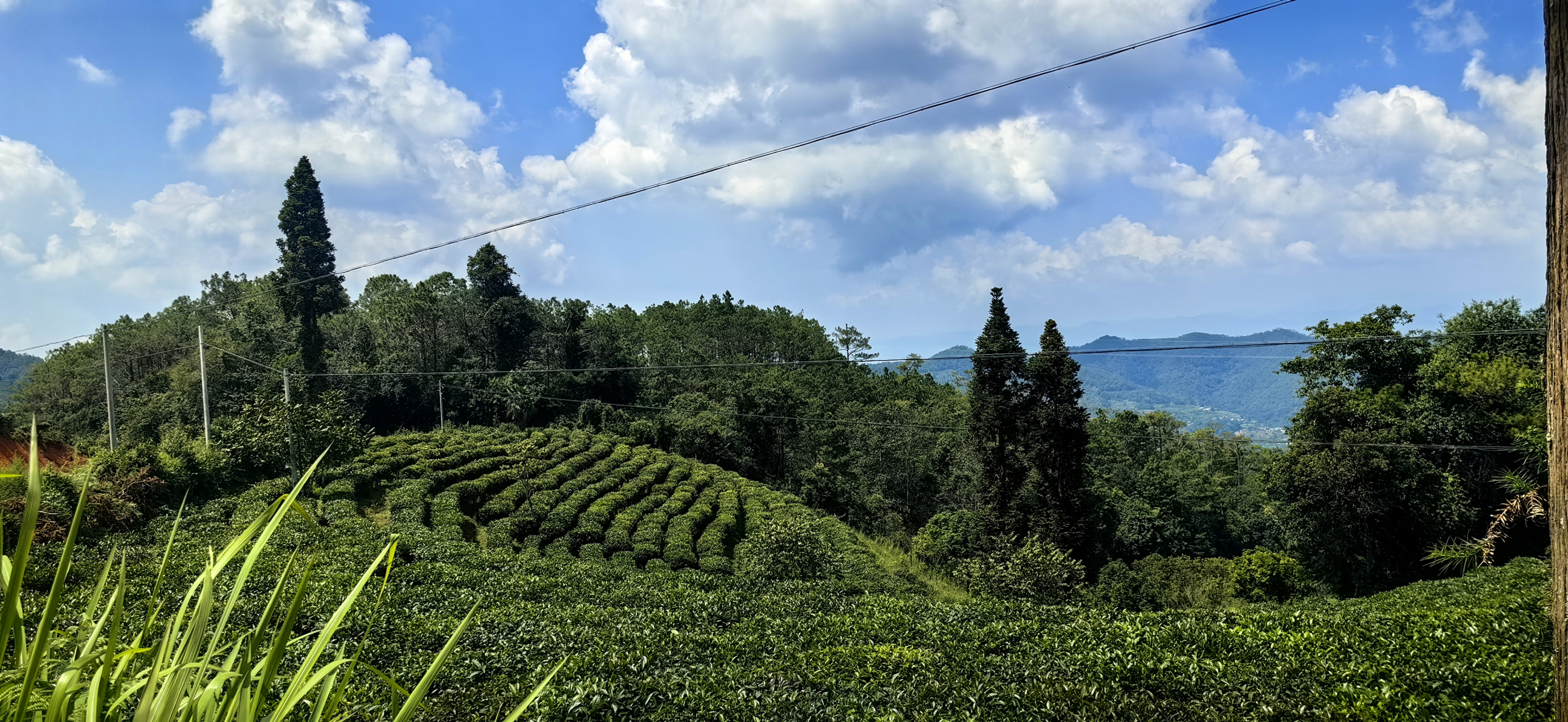 旅行摄影#墨江 景星茶山好风光