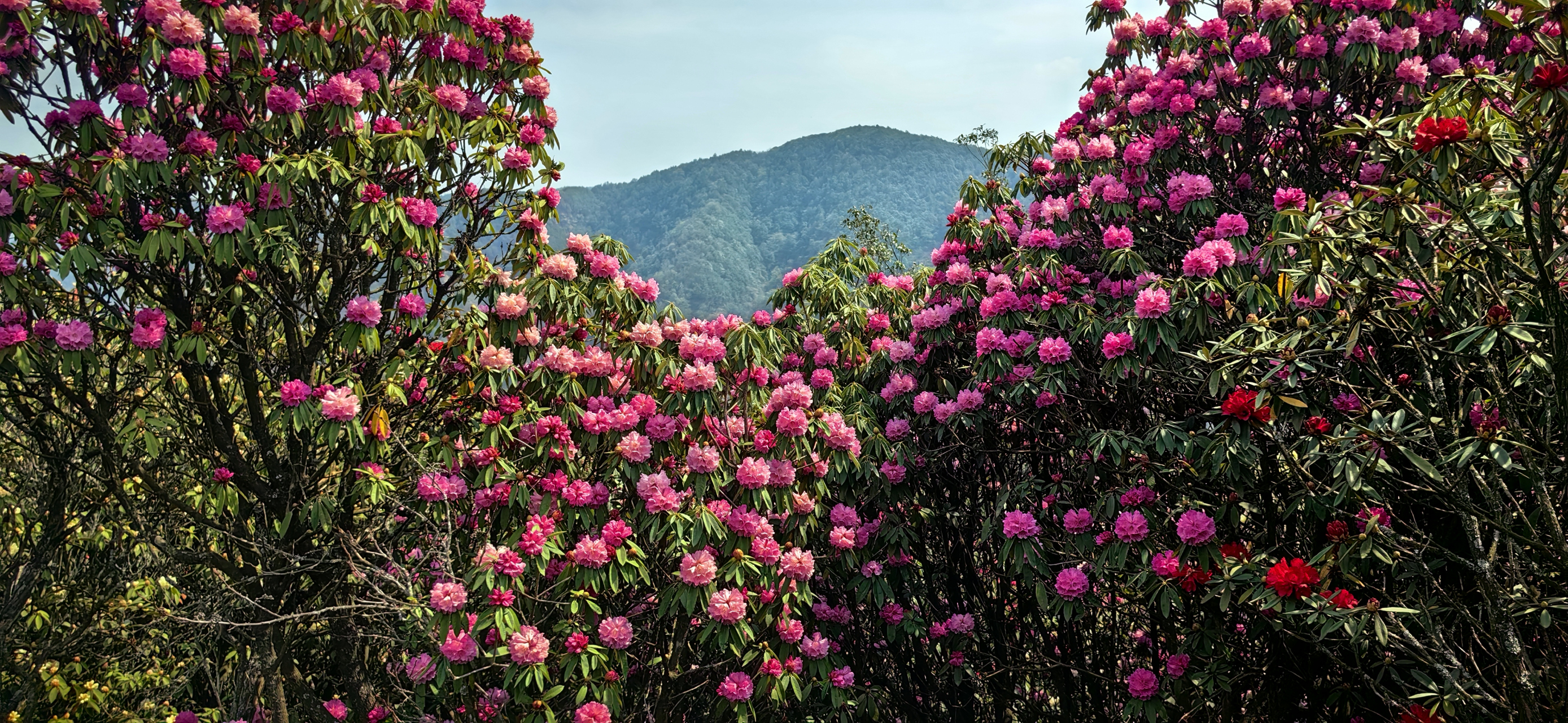 我的旅行日记# #旅行摄影# #记录旅行风光# #遇见美好# 曲靖东山马