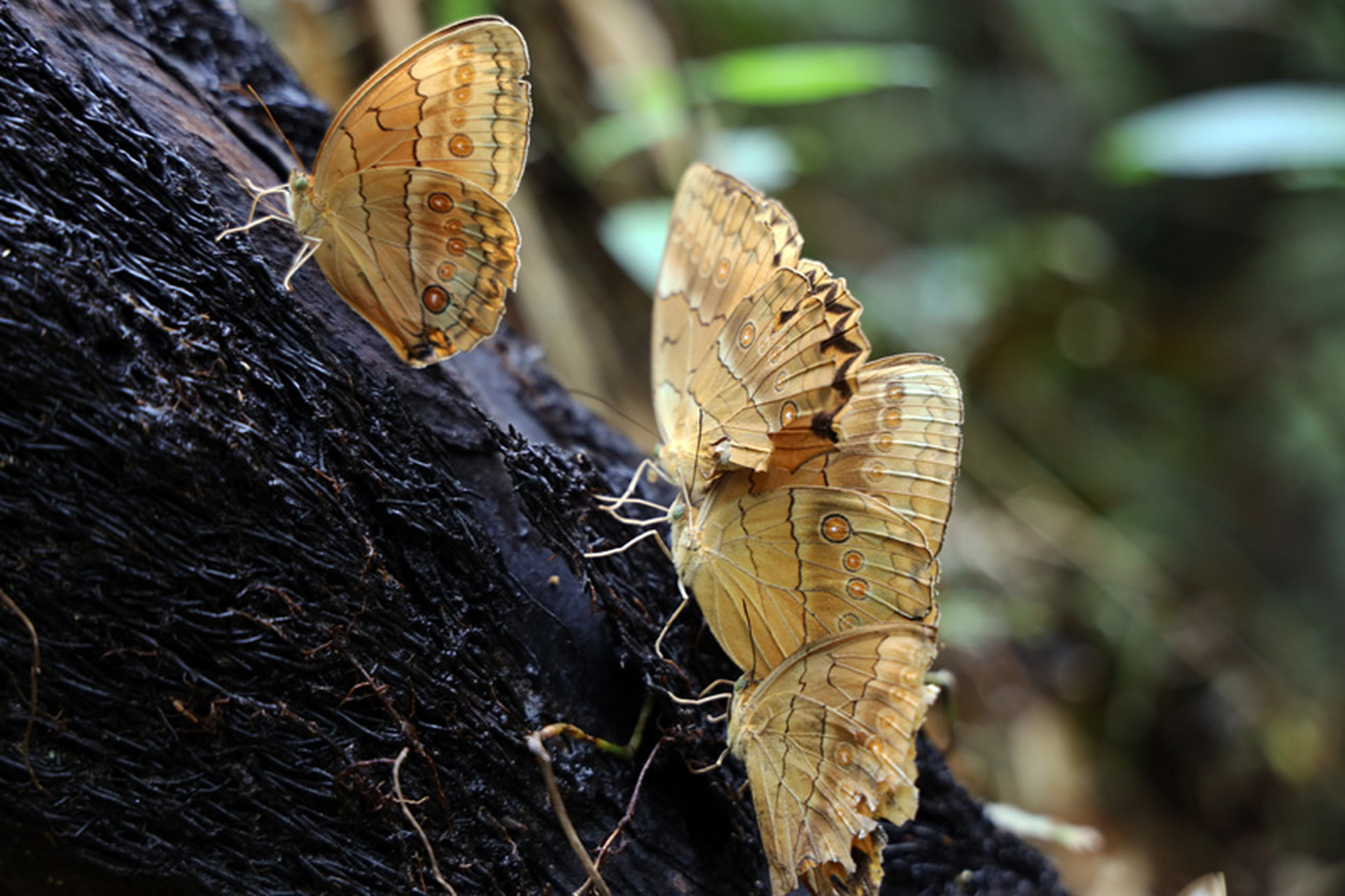 中国·红河蝴蝶谷位于云南省红河州金平县境内,昆虫科学家研究发现,谷