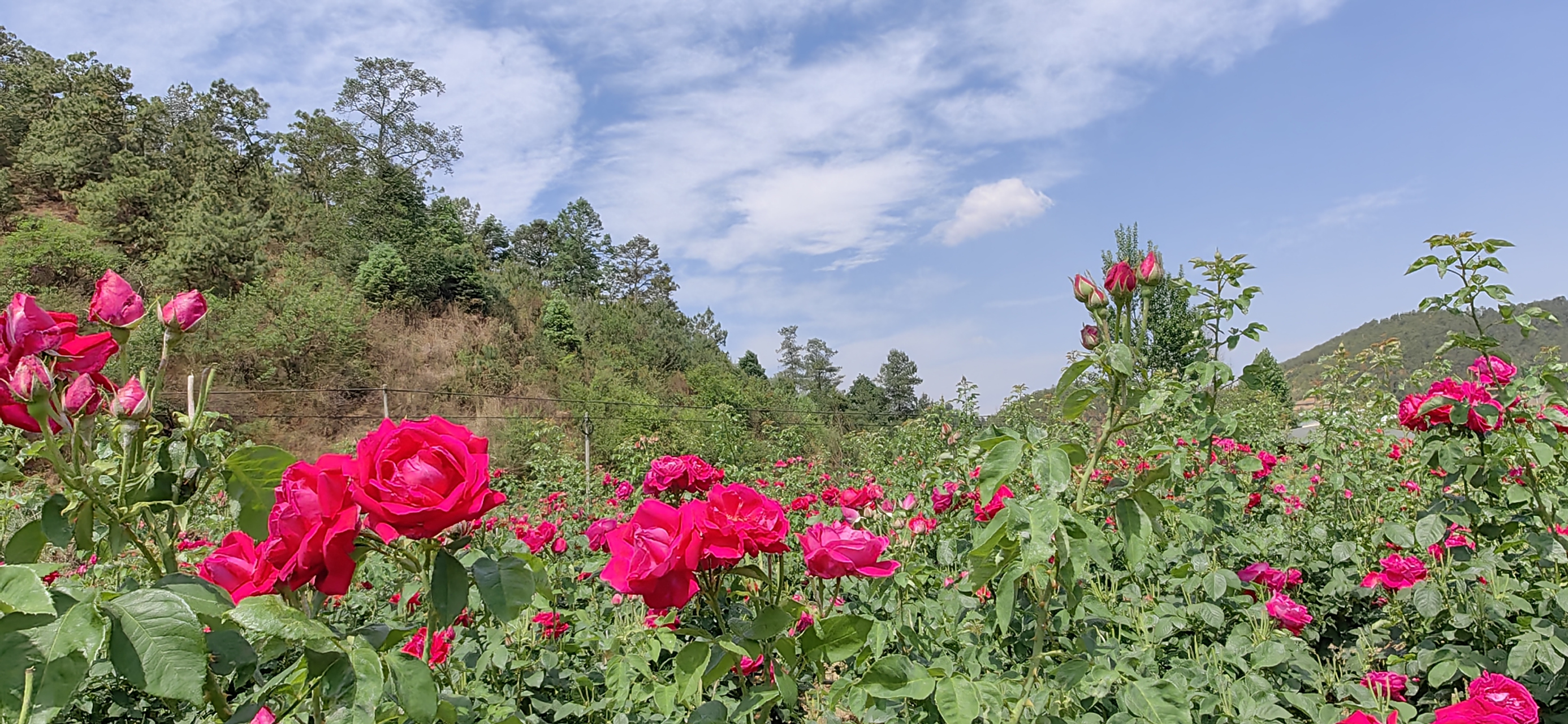 曲靖市潇湘乡升官屯玫瑰花基地花开了