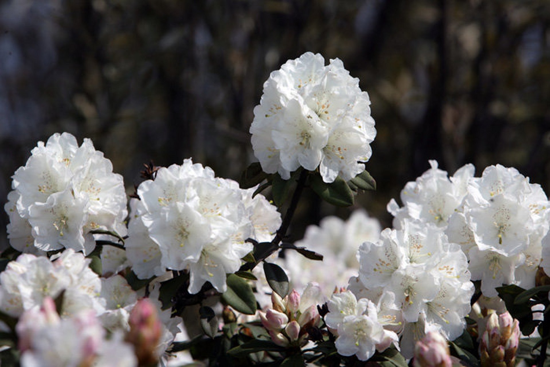 记录旅行风光# #我的旅行日记# 杜鹃花开珠江源
