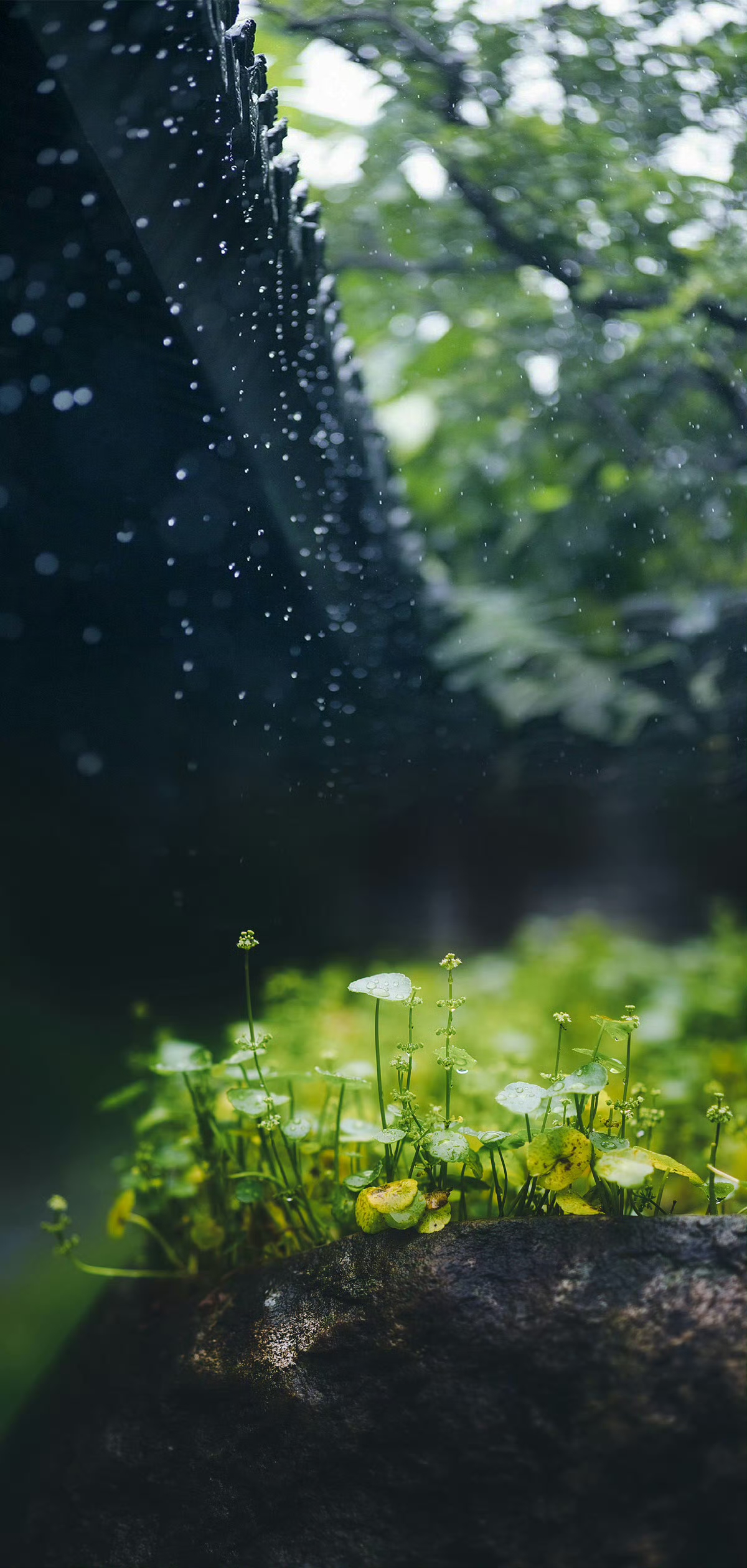 春雨落,百谷生 又是一年桃花闲落,牡丹初好时