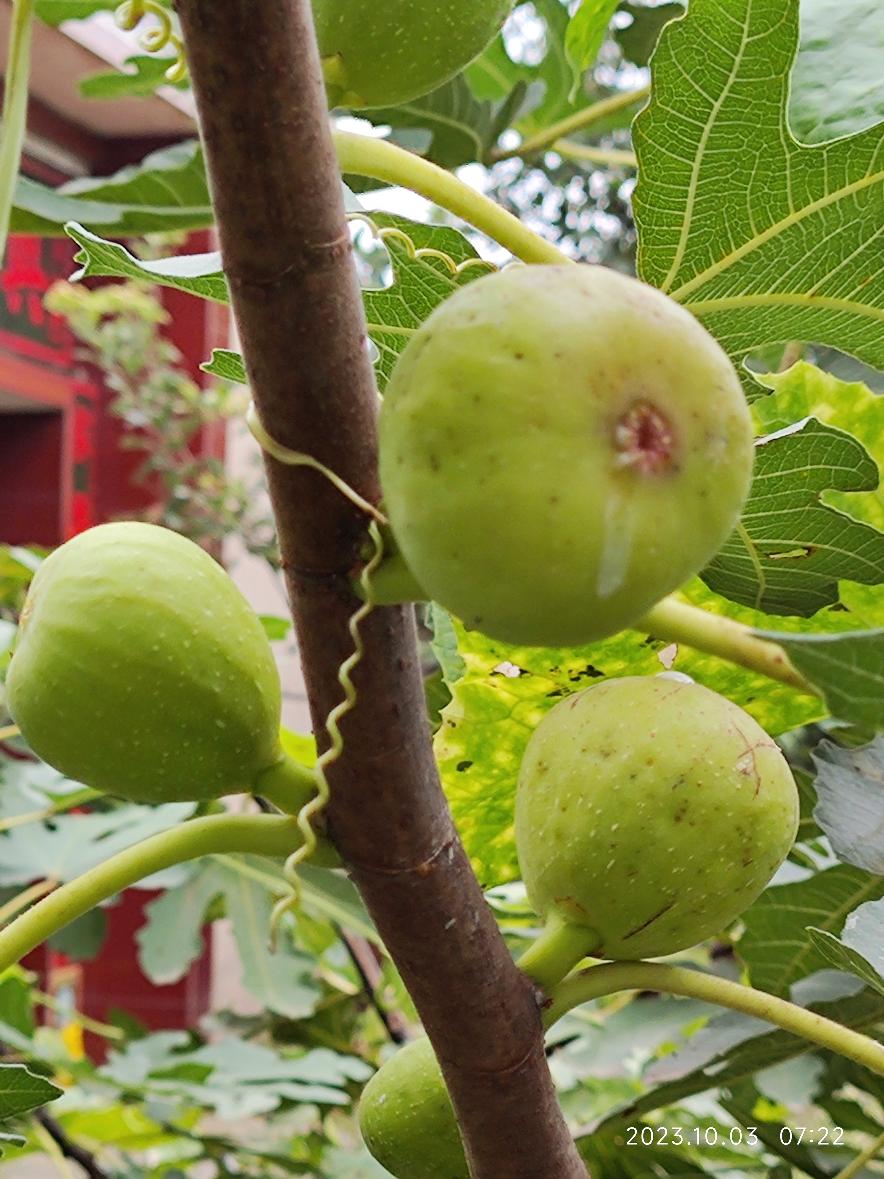 离家两个多月,终于回来了,虽然小院长满杂草,但是还有果实累累,回家的